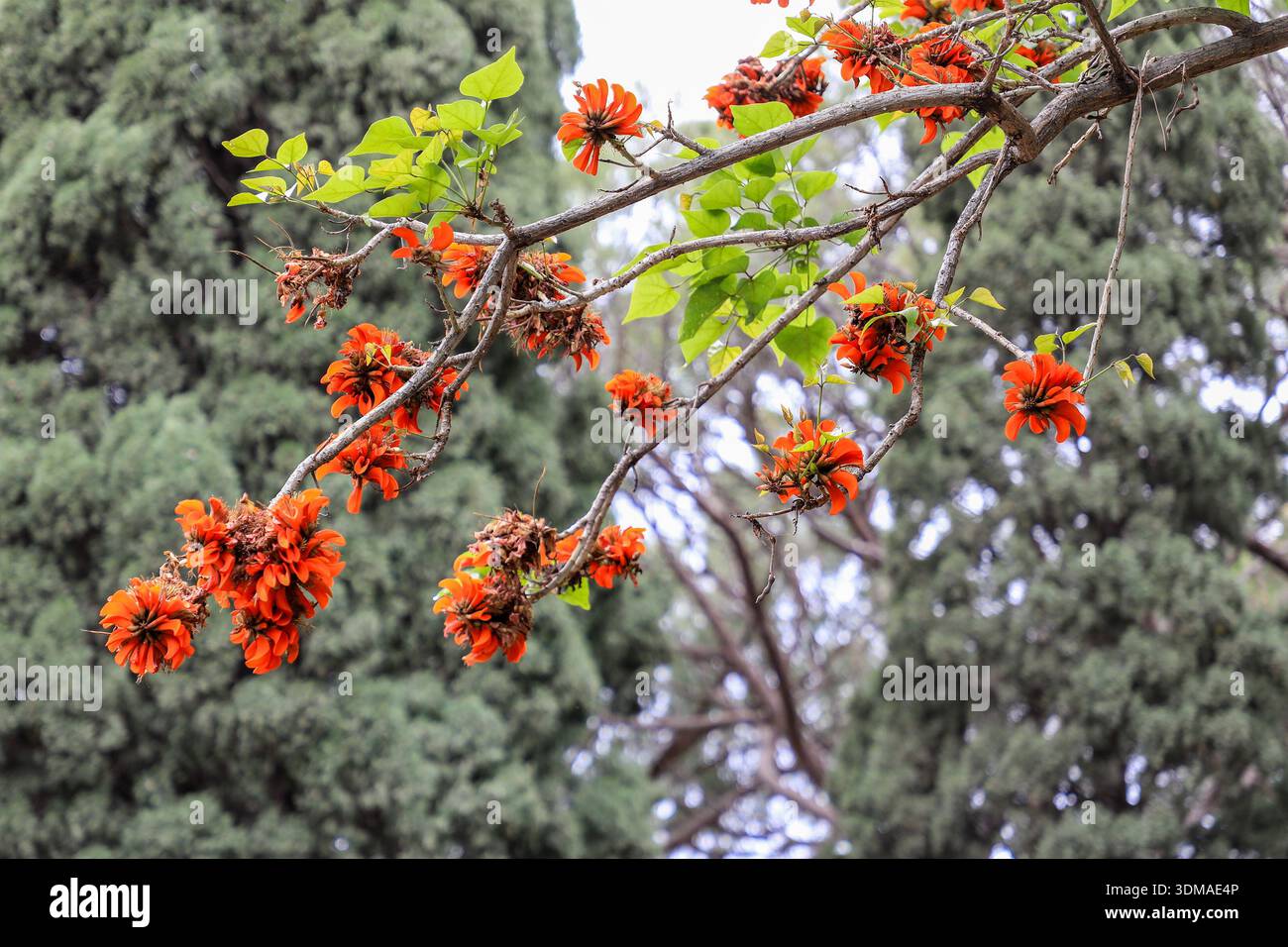 Leuchtend rote Blüten einer Erythrina afra, der Küstenkorallenbaum, Küstenkorallenbaum oder afrikanische Korallenbaum blüht im Frühjahr, Italien, Europa Stockfoto