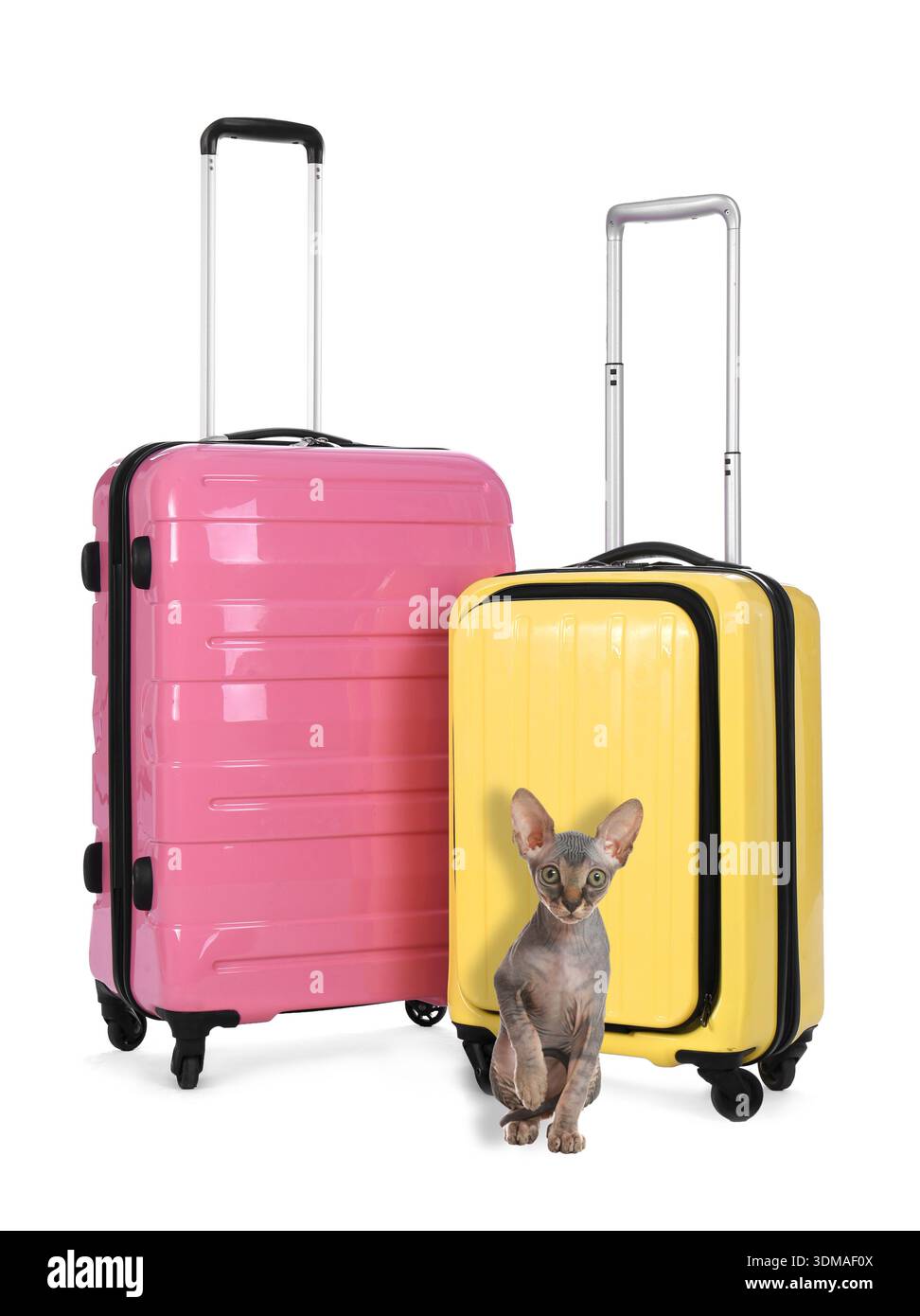 Koffer und süße Katze auf weißem Hintergrund. Urlaub mit Haustier Stockfoto