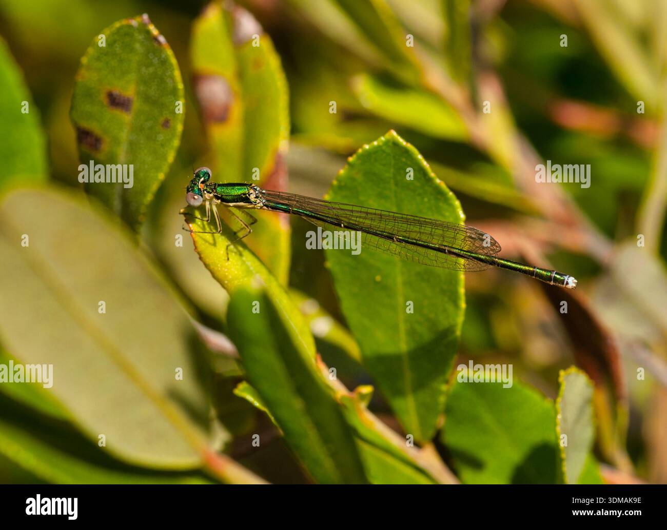 Sedge Sprite Damselfly (Nehalennia irene) thront im Hochsommer in einem Moor im Florence County, Wisconsin. Stockfoto