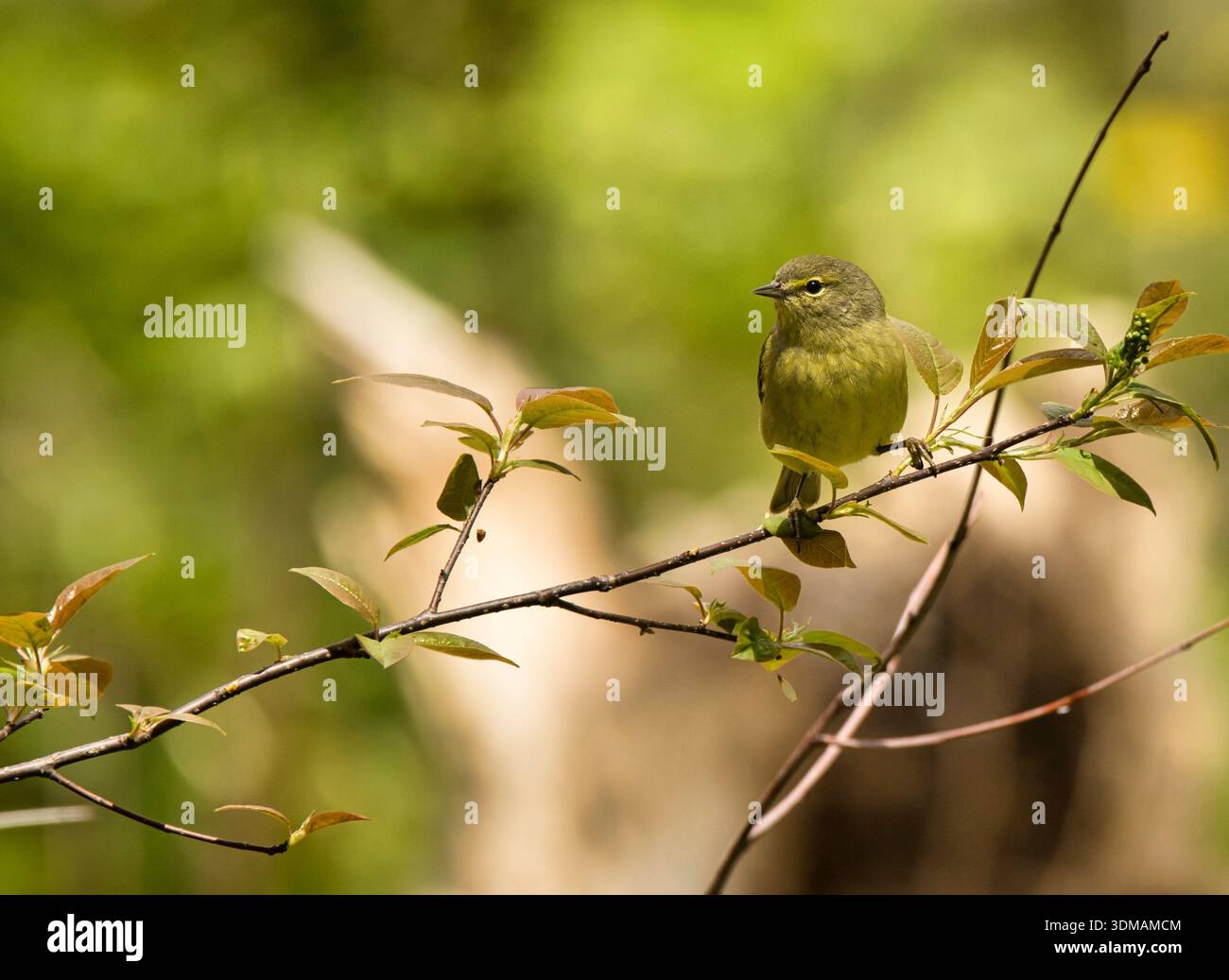 Der orangengekrönte Warbler (Oreothlypis celata) thronte während des Frühlingszuges in einem Busch am Lake Park, Milwaukee, Wisconsin. Stockfoto