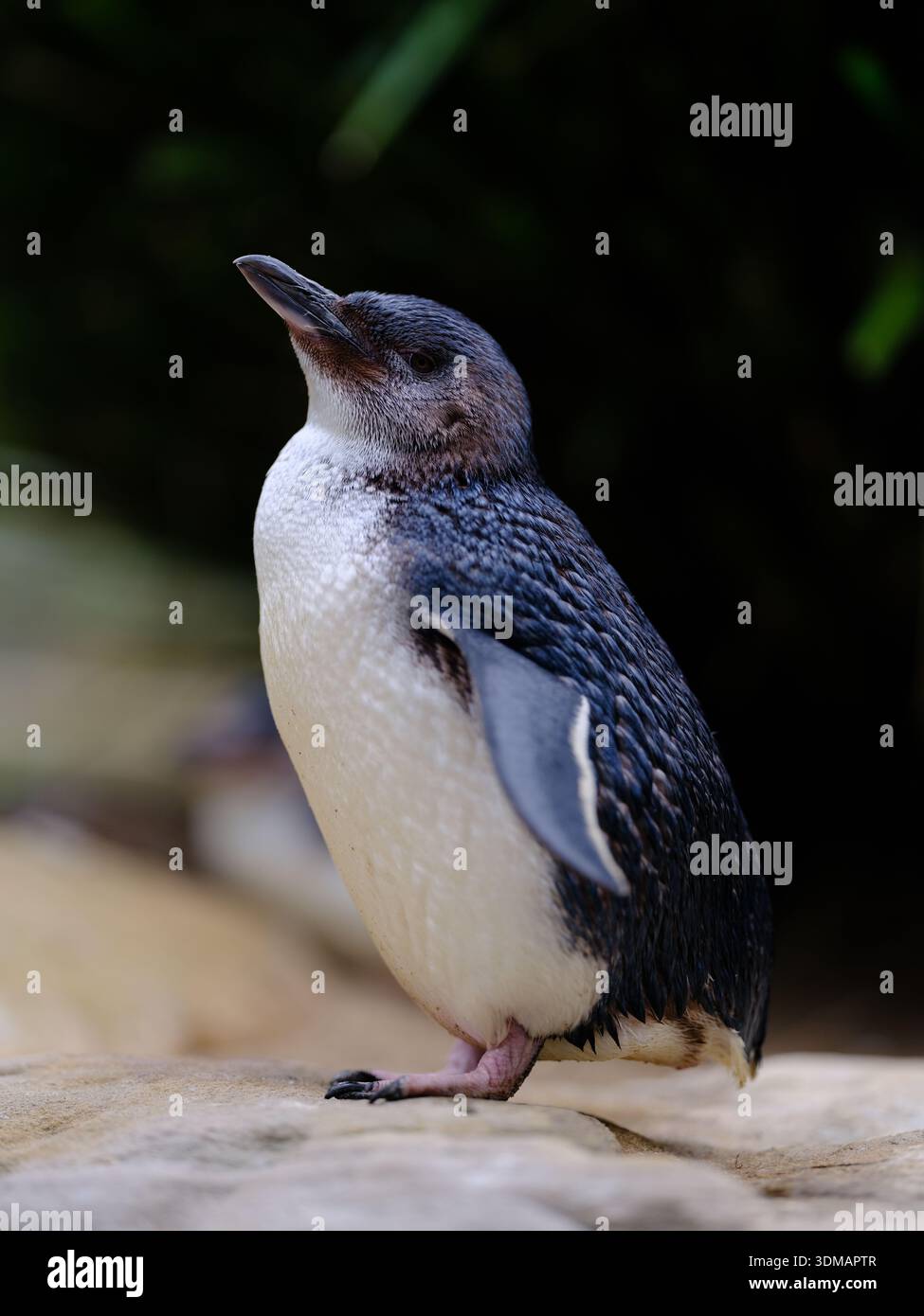 Spektakulärer, liebenswerter australischer kleiner Pinguin in unberührter Pracht. Stockfoto