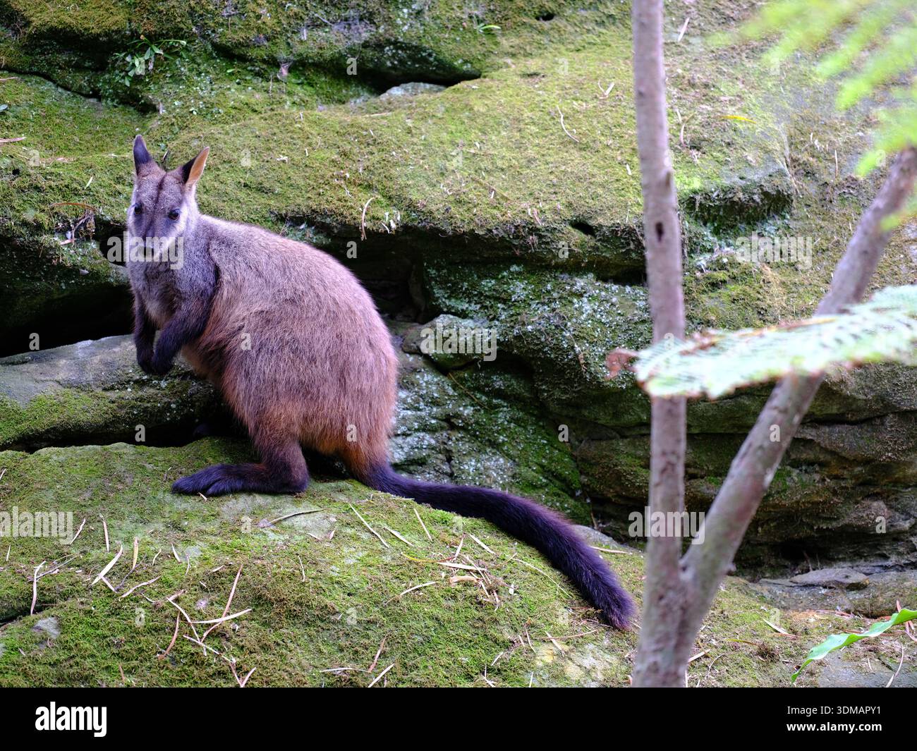 Wunderbarer, wendiger Rock-Wallaby mit Pinselschwanz in natürlicher Schönheit. Stockfoto