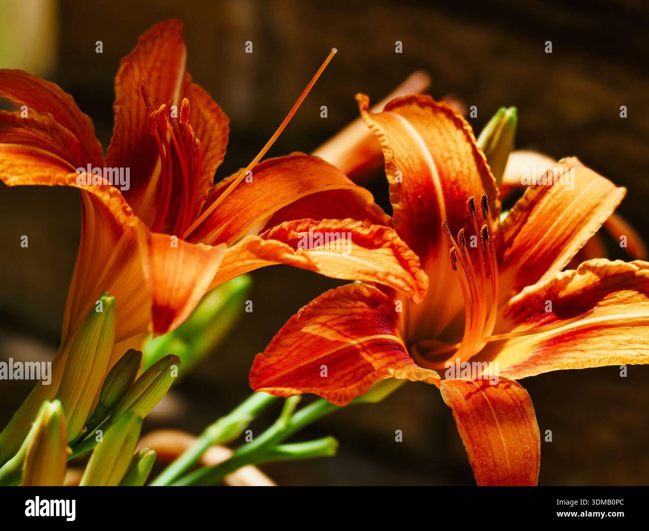 Nahaufnahme von Orangen Taglilien, harter, langlebiger, dürrentoleranter Blüten. Eine großartige Ergänzung für jeden pflegeleichten Garten. Stockfoto