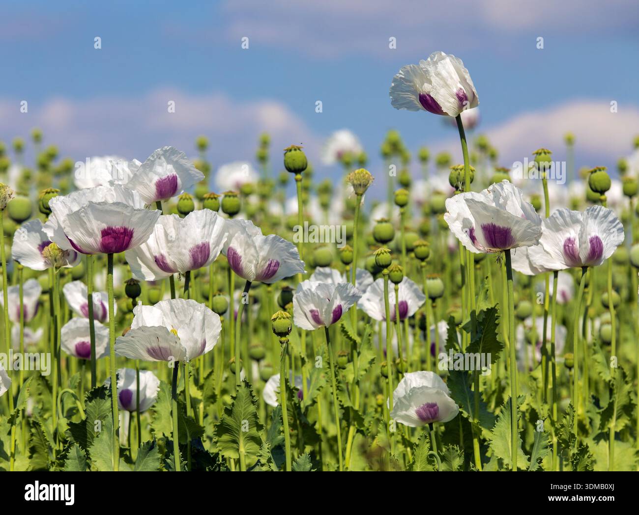 Blühendes Opiummohnfeld in lateinischer Papaver somniferum, weißer Mohn wird in der Tschechischen Republik für die Lebensmittelindustrie angebaut Stockfoto