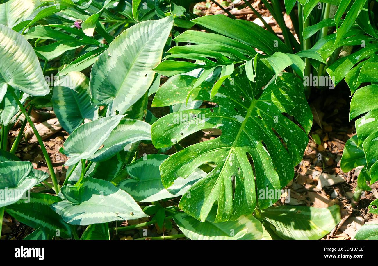 monstera adansonii katze Monstera Adansonii Variegata