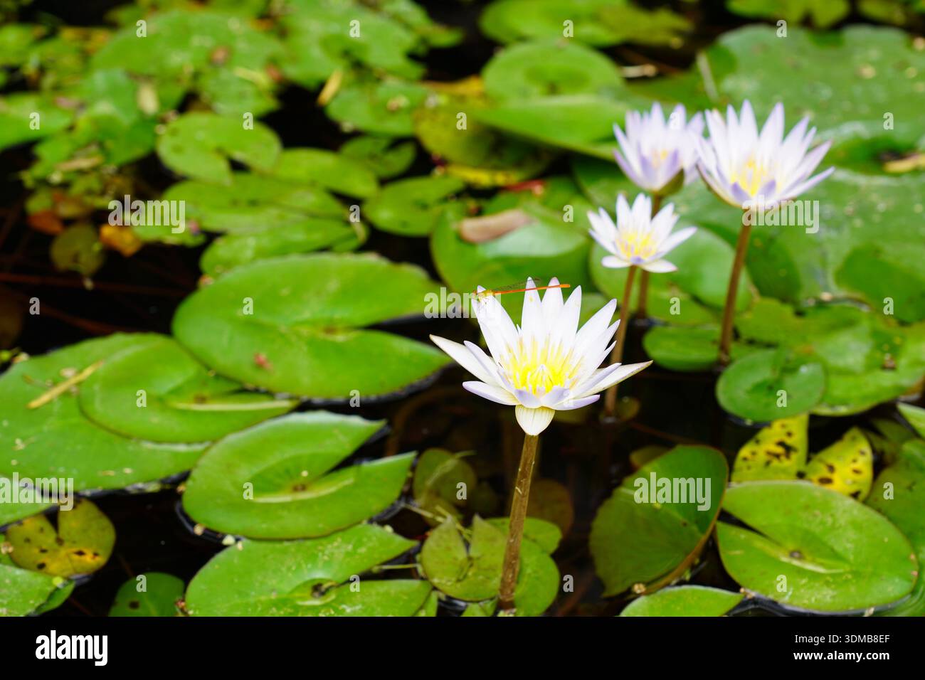 Lilienpads und Lilienblüte mit einer Jungfrau. Teichleben in Taipeh Taiwan Stockfoto