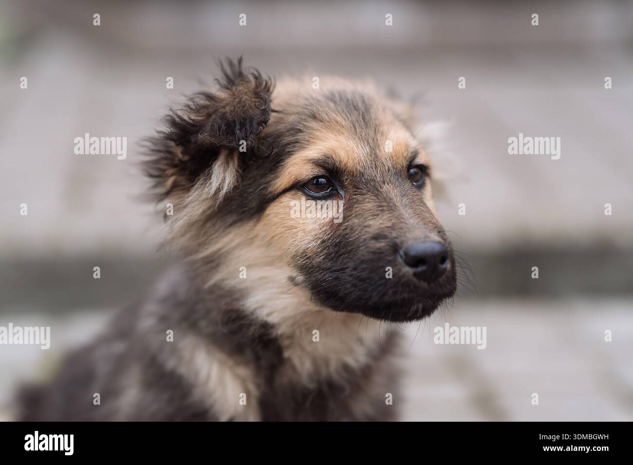Nahaufnahme eines jungen Welpen mit ausdrucksstarken Augen und leicht unordentlichem Fell. Weiches natürliches Licht und geringe Schärfentiefe sorgen für ein EM Stockfoto