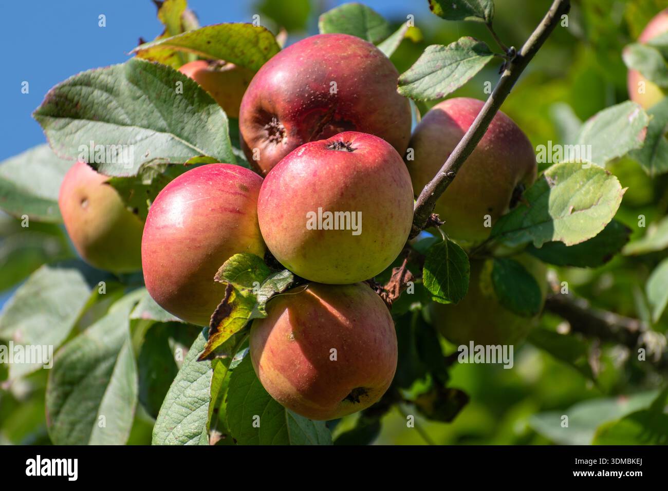 Apfelbaum im Garten, Obst mit Vitaminen und Nährstoffen, gesunde Nahrung Stockfoto