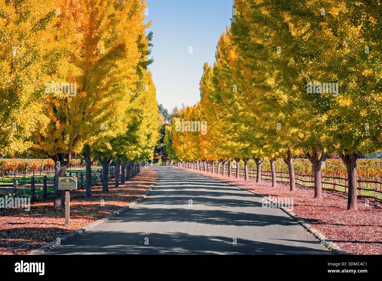 Der Golden Tree reiht sich an einem sonnigen Tag in der Gegend von Oakville im Napa Valley, Napa County, Kalifornien, USA. Stockfoto