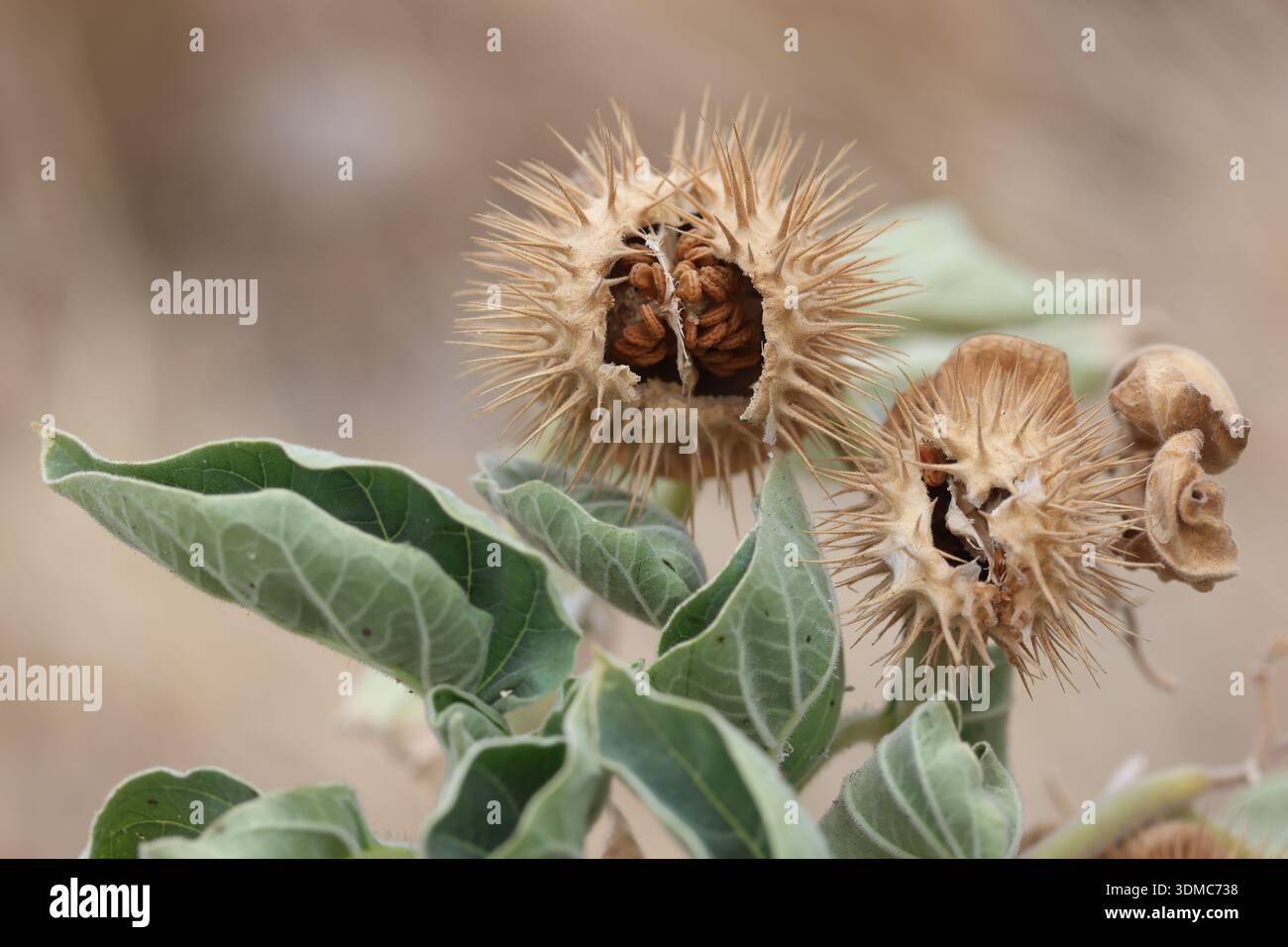 Datura sp Blätter und Samenkapseln Stockfoto