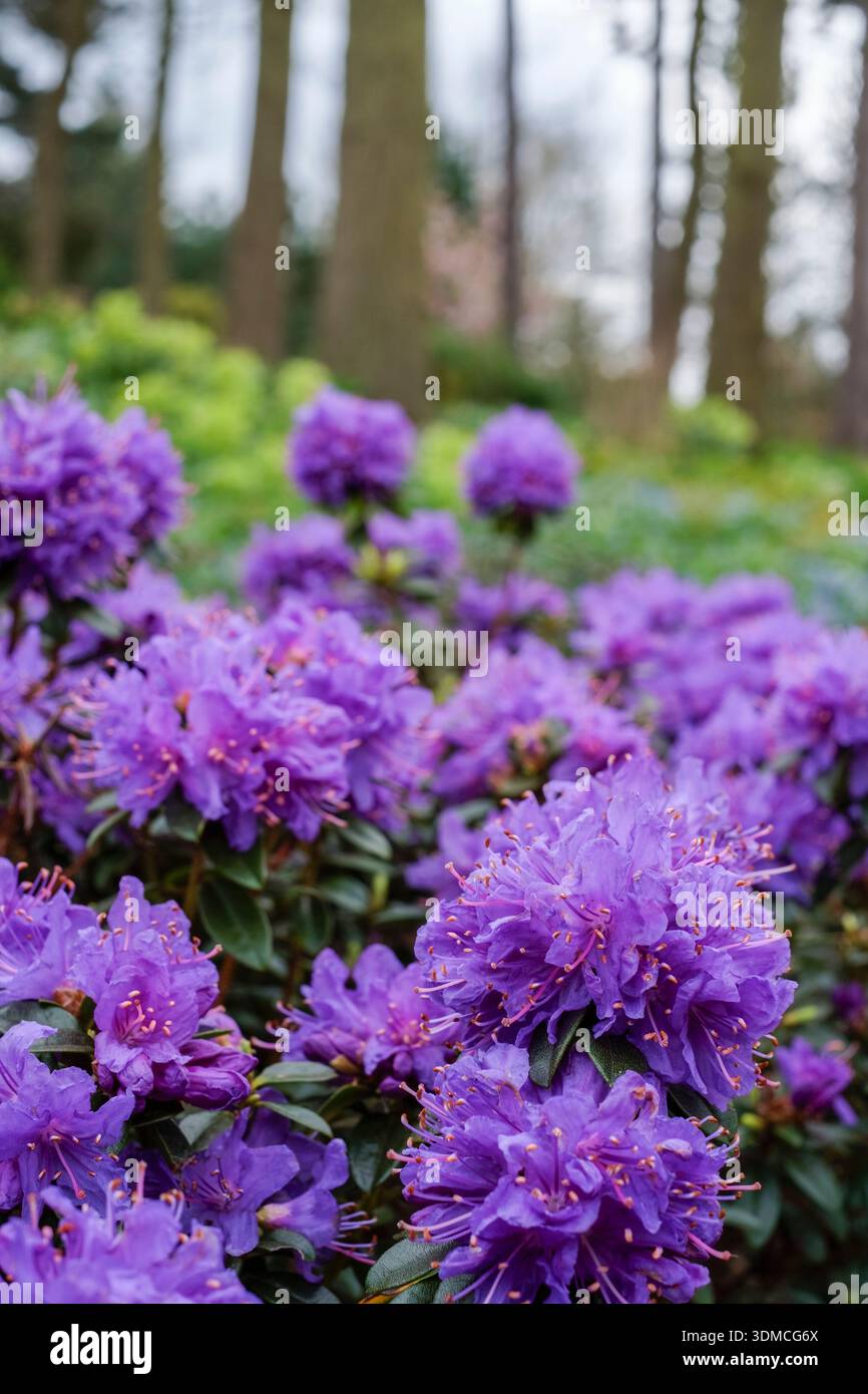 Zwerg immergrner rhododendron -Fotos und -Bildmaterial in hoher Auflsung   Alamy