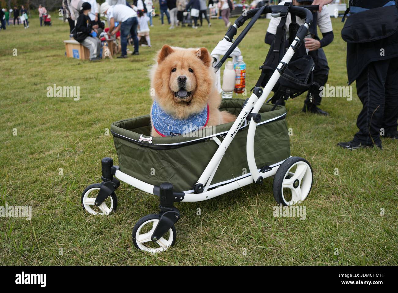 Ein Chow-Chow-Hund in Japan. Stockfoto