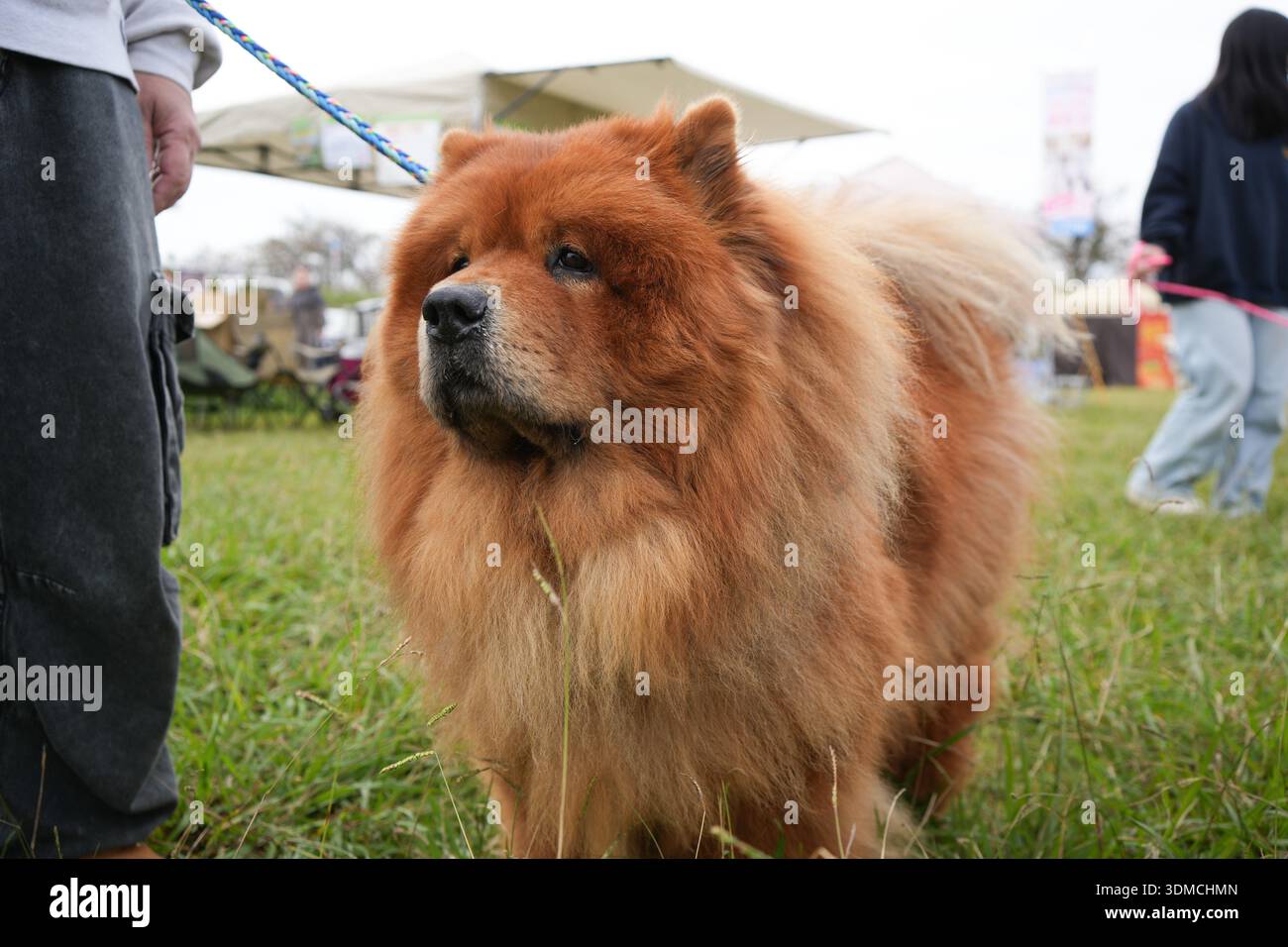 Ein Chow-Chow-Hund in Japan. Stockfoto