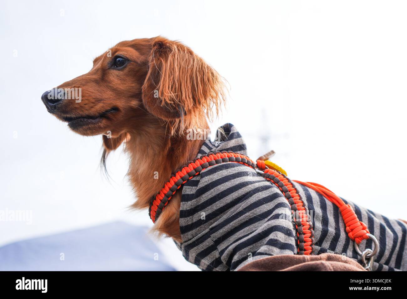 Ein Mini-Dackel. Stockfoto