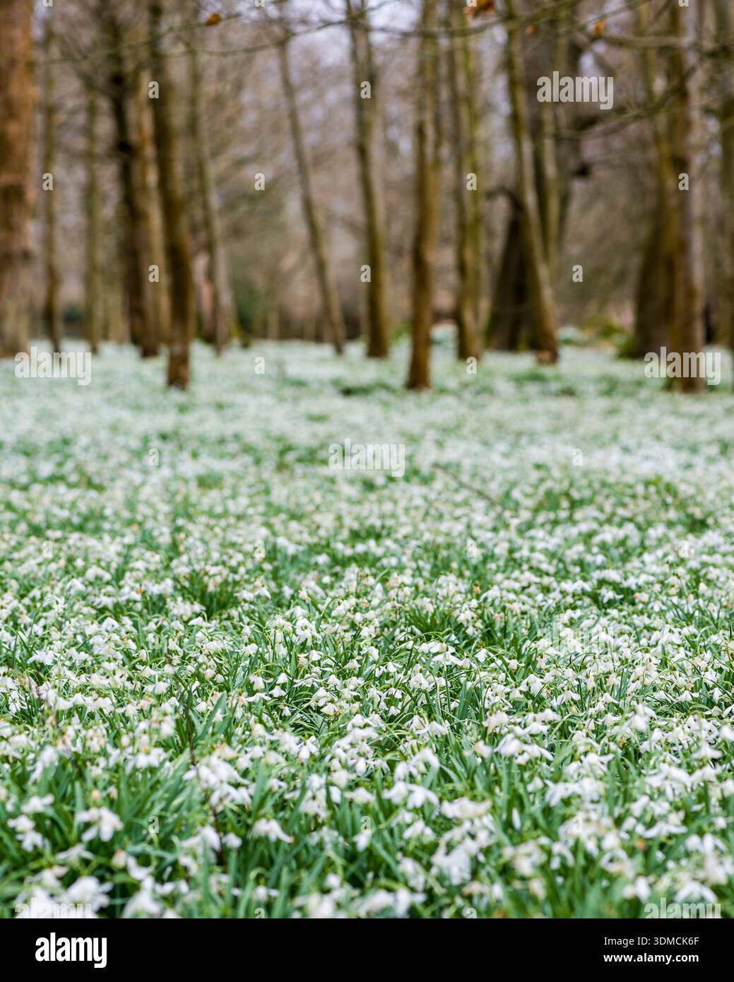 Waldboden mit Schneeglöckchen im Welford Park Anwesen Stockfoto