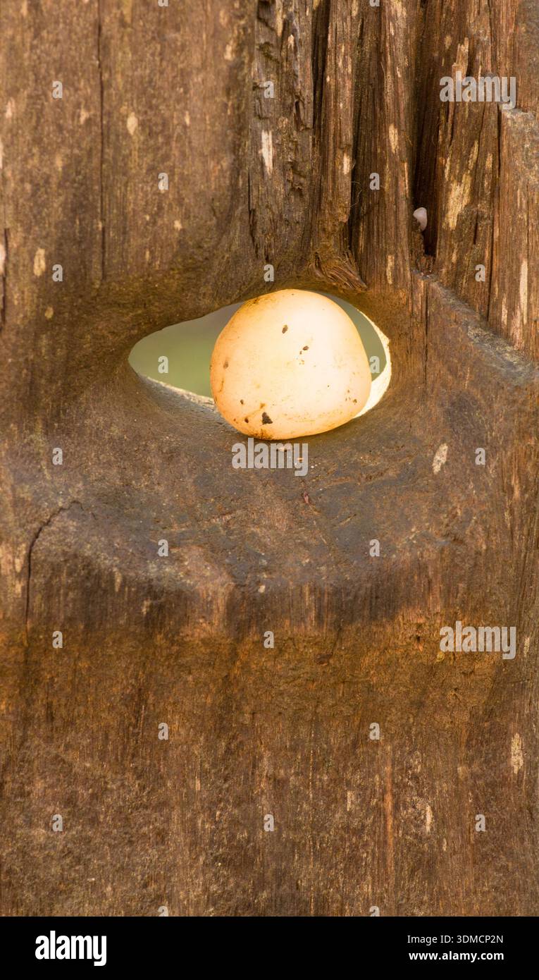 Attraktives künstlerisches Bild des runden gelben Kiesels, der in einem abgenutzten runden Loch in einem alten Holzpfosten eines Wellenbrechers am Strand sitzt, natürliche Eigenschaft Stockfoto