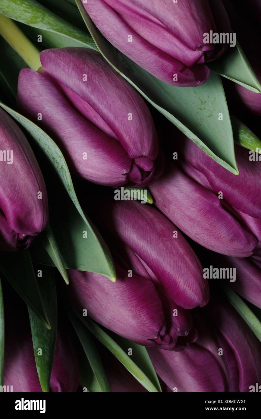 Eine abstrakte und künstlerische Ansicht von sich überlappenden violetten Tulpen (Tulipa gesneriana), die eine glatte, fließende florale Textur mit einem luxuriösen Gefühl schafft Stockfoto