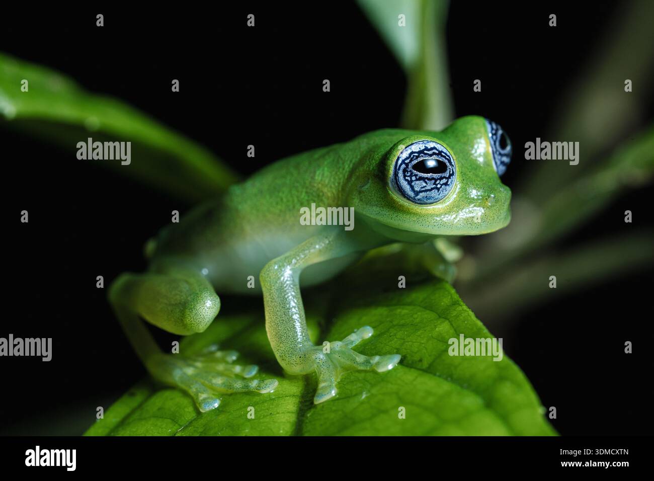 Geisterglasfrosch (Sachatamia ilex), Karibikküste, Costa Rica Stockfoto