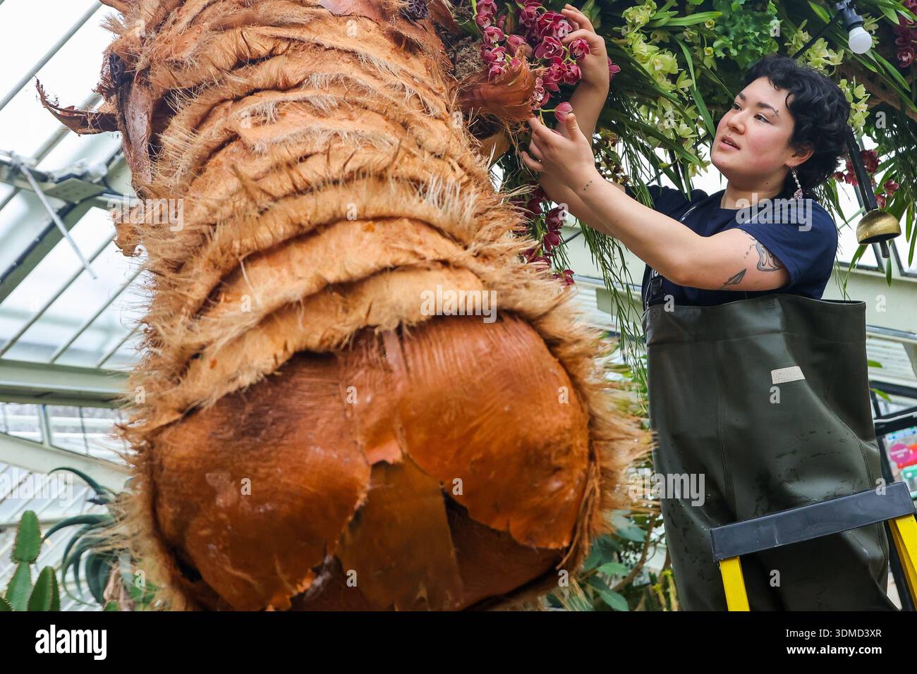 London. UK. Februar 2026. Emma McLoughin, Gärtnerin in Kew, verleiht dem „The Horse“ eine Blumenausstellung mit Orchideen, tropischen Pflanzen und Blumen beim Kew Orchid Festival: China im Princess of Wales Conservatory in Kew Gardens, West London, den letzten Schliff. Dieses yearÕs Festival feiert Schönheit, Biodiversität, Geschichte und Erbe der ChinaÕs mit Tausenden von bunten Orchideen und Hunderten anderer tropischer Pflanzen. Zu sehen sind Kunstwerke der Künstler Zheng Bo, Yi Crafts und Xiaolan Gu. Blumenskulpturen zeigen die berühmte chinesische Tierwelt, darunter Koi-Karpfen, Pandas, rot gekrönte Kraniche und goldene Tiere Stockfoto