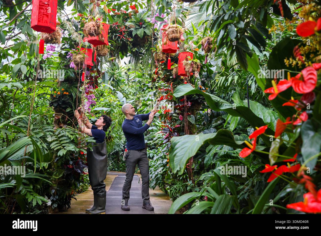 London. UK. Februar 2026. Martin Silnews (R) und Emma McLoughin (L), die Gärtnerinnen von Kew, vervollständigten die Blumenpräsentationen von Orchideen, tropischen Pflanzen und Blumen beim Kew Orchid Festival: China im Princess of Wales Conservatory in Kew Gardens, West London. Dieses yearÕs Festival feiert Schönheit, Biodiversität, Geschichte und Erbe der ChinaÕs mit Tausenden von bunten Orchideen und Hunderten anderer tropischer Pflanzen. Zu sehen sind Kunstwerke der Künstler Zheng Bo, Yi Crafts und Xiaolan Gu. Blumenskulpturen zeigen die berühmte chinesische Tierwelt, darunter Koi-Karpfen, Pandas, rot gekrönt Stockfoto