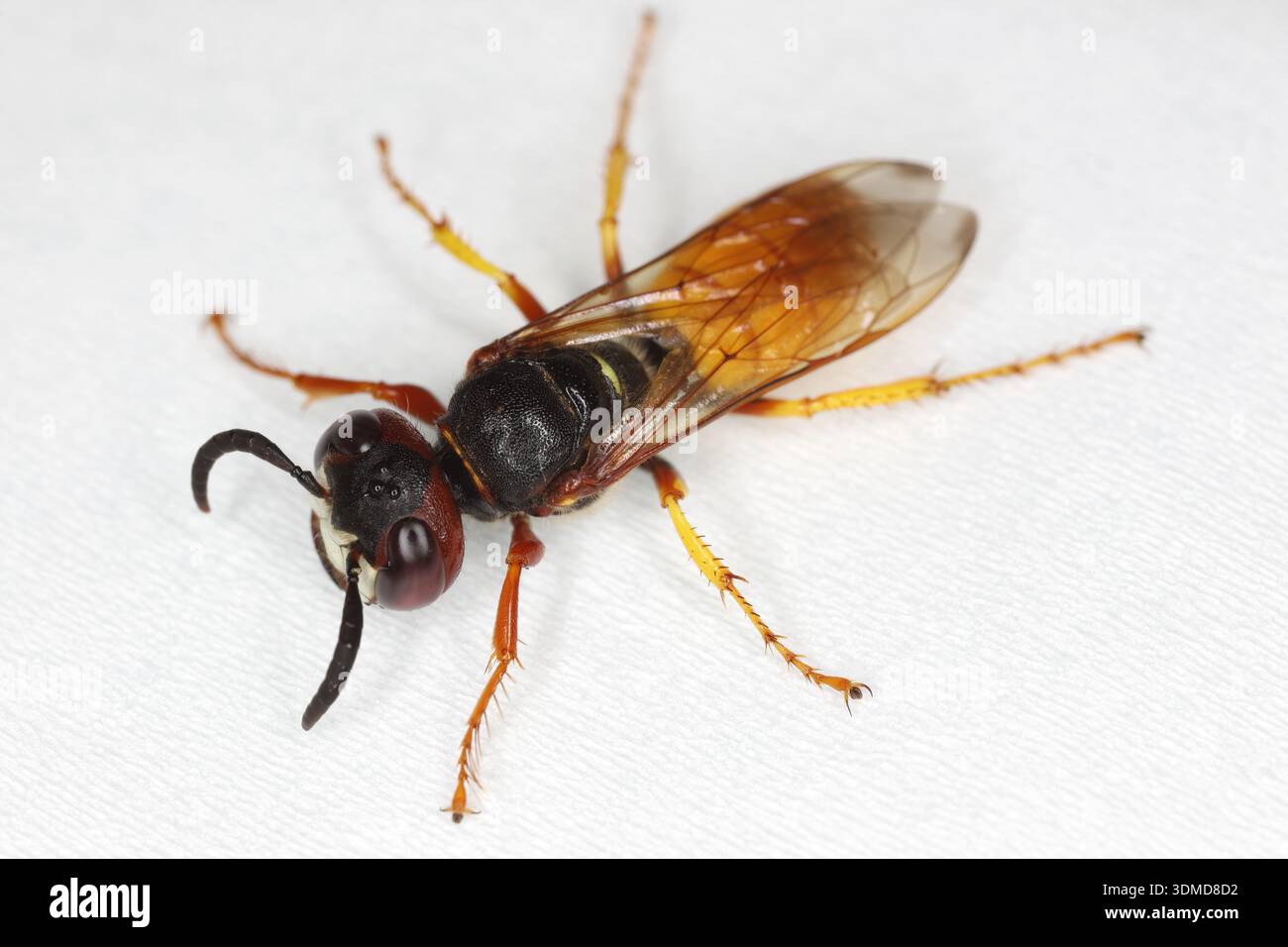Europäischer Bienenwolf, Philanthus triangulum, auch bekannt als Bienenmörderwespe oder Bienenfresser. Draufsicht einer erwachsenen Probe. Stockfoto