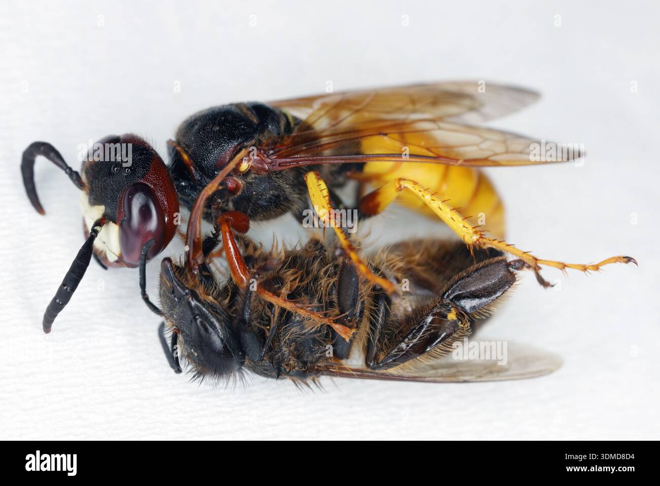 Europäischer Bienenwolf, Philanthus triangulum, auch bekannt als Bienenmörderwespe oder Bienenfresser. Eine Wespe mit einer gejagten Biene. Stockfoto