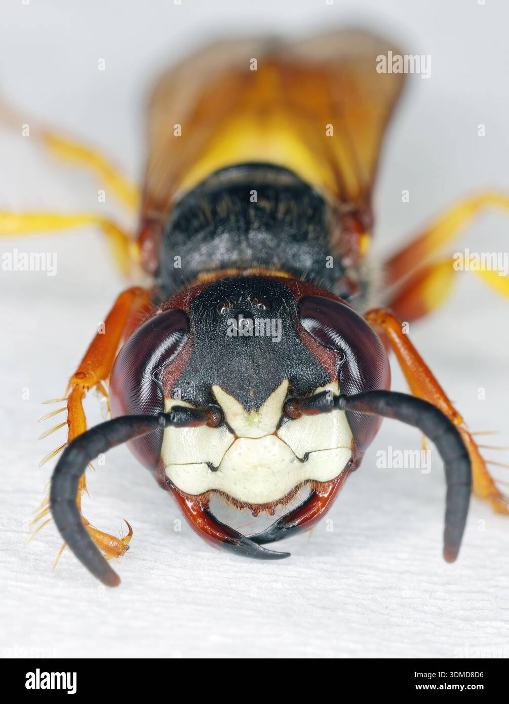 Europäischer Bienenwolf, Philanthus triangulum, auch bekannt als Bienenmörderwespe oder Bienenfresser. Porträt einer Wespe mit Gesichtsdetails. Stockfoto