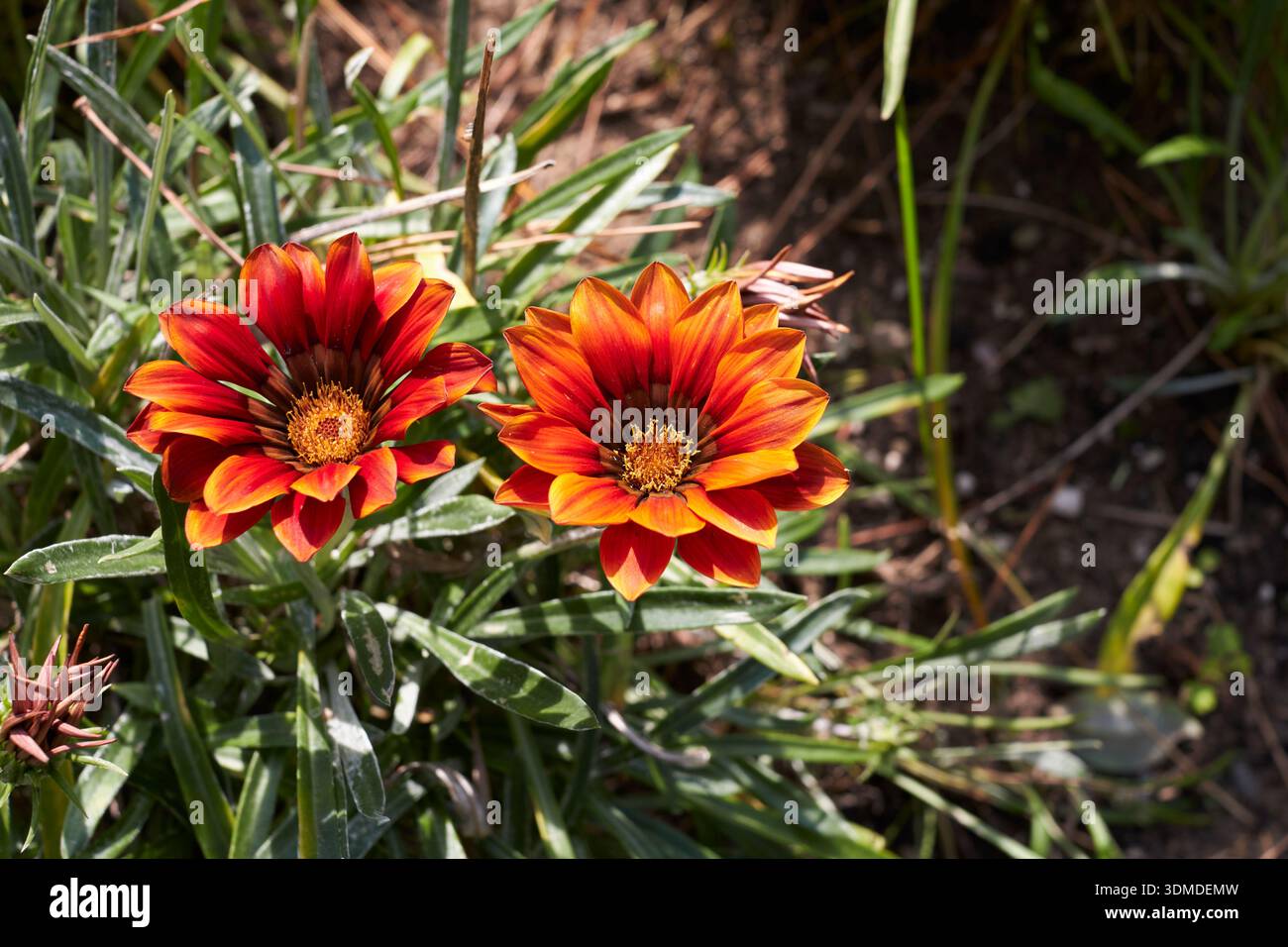 Gazania bunte Blumen aus nächster Nähe Stockfoto