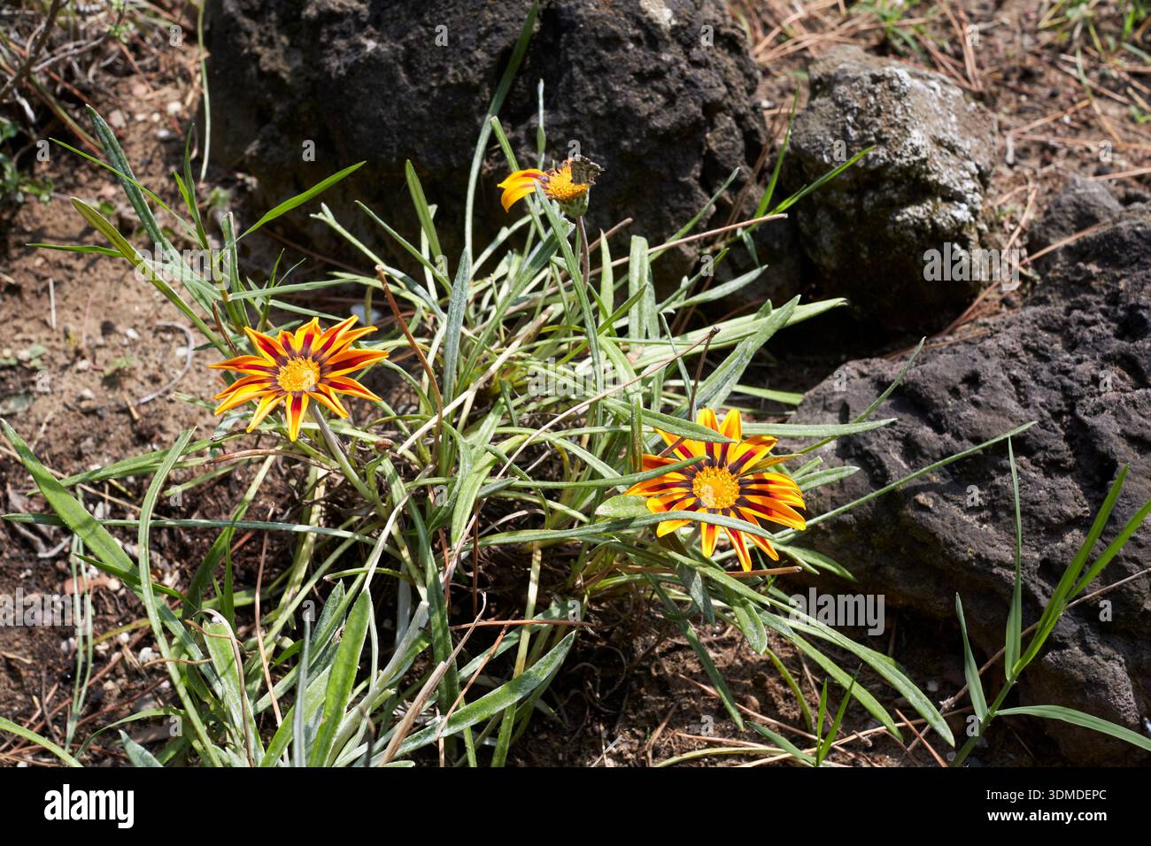 Gazania bunte Blumen aus nächster Nähe Stockfoto