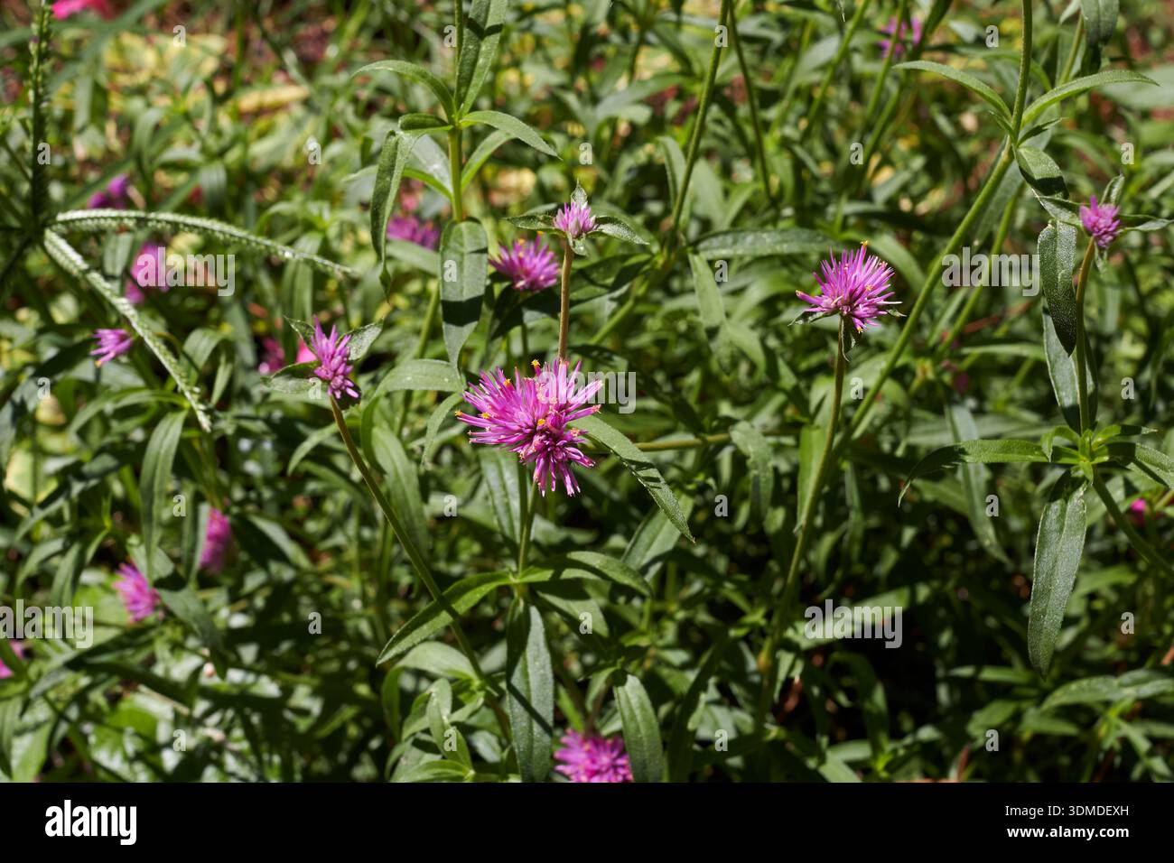 Gomphrena globosa lila Blütenstand Nahaufnahme Stockfoto