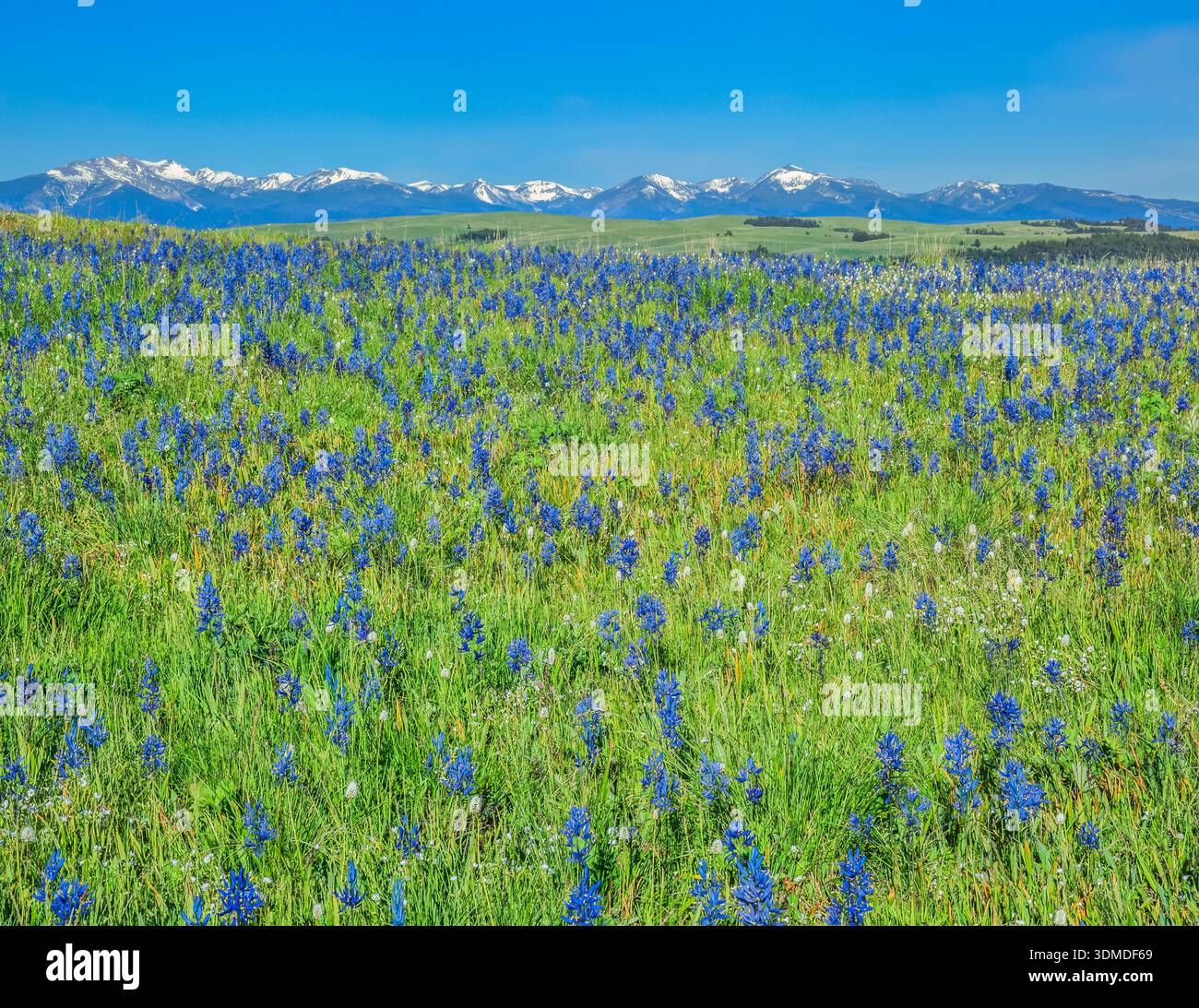 Wiese von blauen Camas Wildblumen im gefleckte Hund Creek Becken, mit dem Feuerstein Creek in der Ferne, in der Nähe von Avon, montana Stockfoto