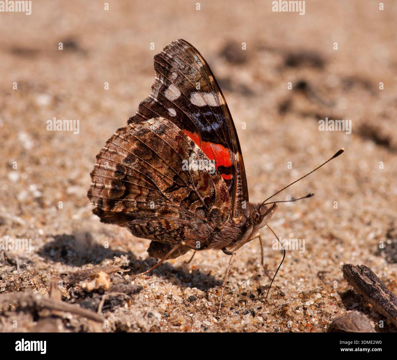 Ein wunderschöner Red Admiral Schmetterling saugt Feuchtigkeit aus dem Sand einer Wisconsin northwoods Road auf. Stockfoto