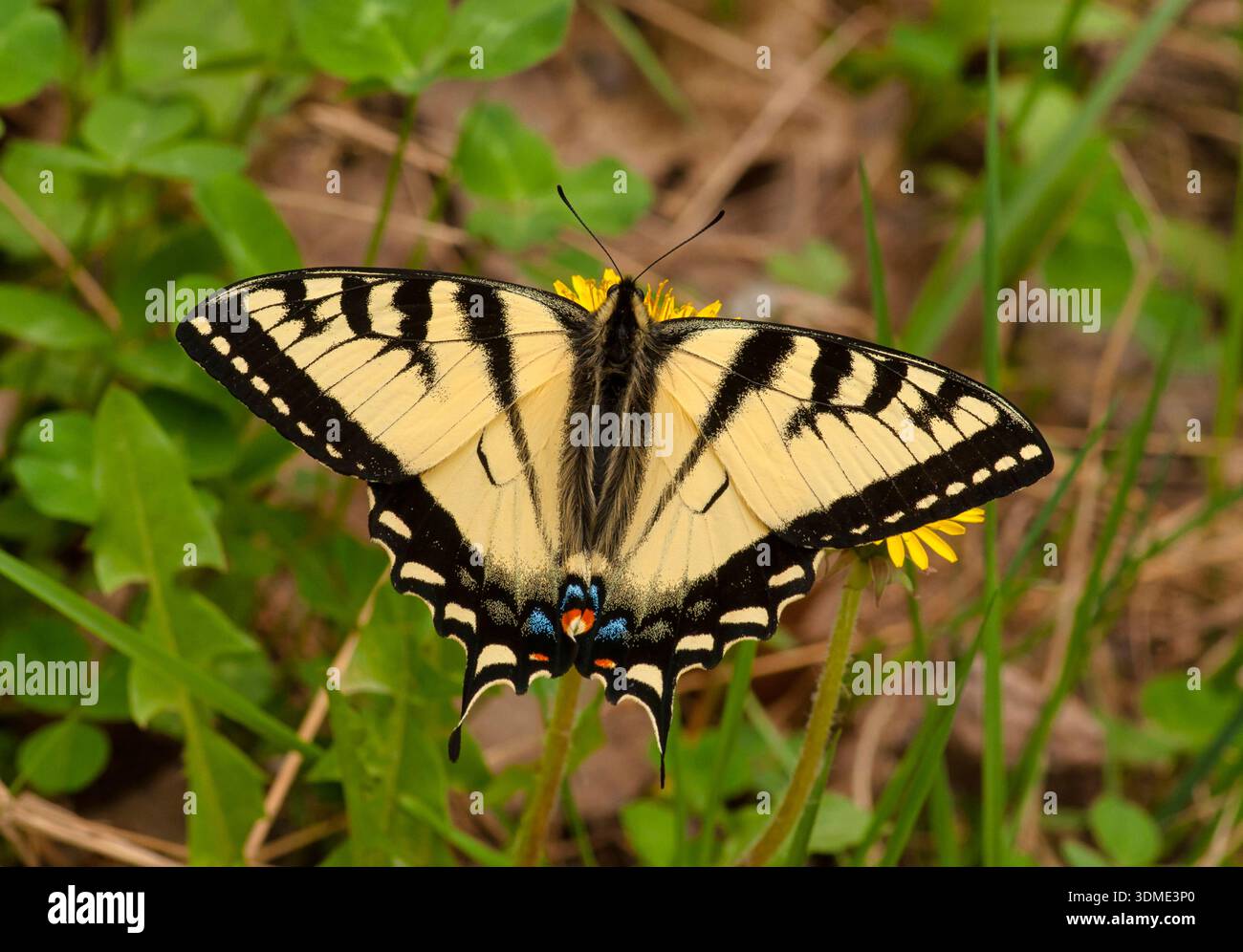 Kanadischer Tigerschwalbenschwanz-Schmetterling (Papilio canadensis) spreizt seine Flügel, während er auf einer Wildblume am Straßenrand in den Wisconsin northwoods segelt. Stockfoto