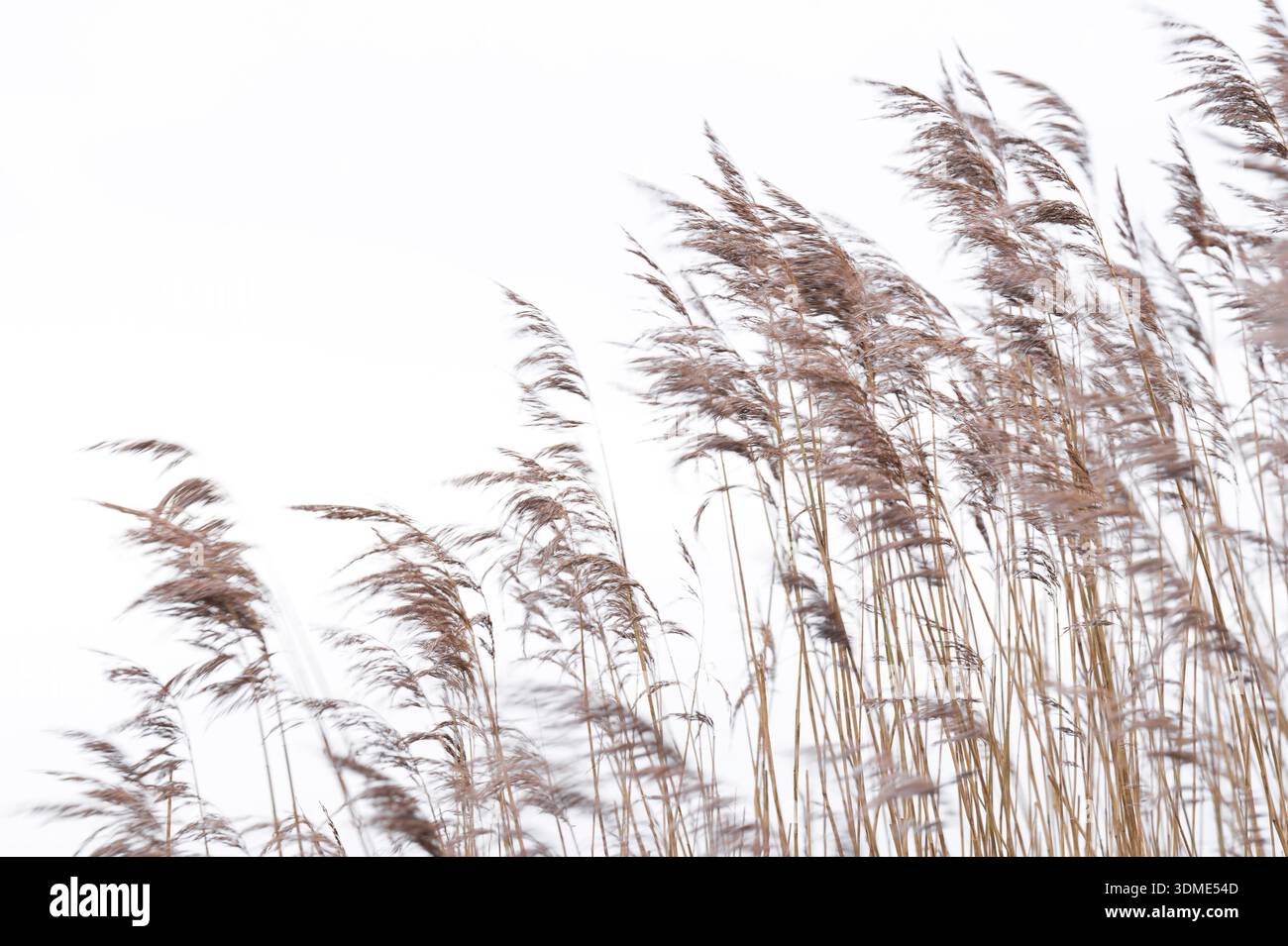 Schilfgräser im Wind, Insel Amrum im Winter, Nationalpark Schleswig-Holsteinisches Wattenmeer, Deutschland, Schleswig-Holstein, Nordseeküste Stockfoto
