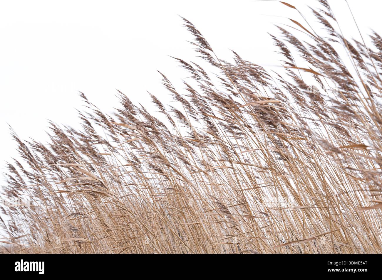 Schilfgräser im Wind, Insel Amrum im Winter, Nationalpark Schleswig-Holsteinisches Wattenmeer, Deutschland, Schleswig-Holstein, Nordseeküste Stockfoto