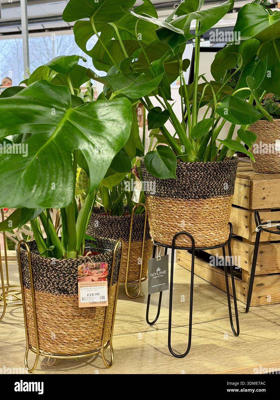 Monstera husliche pflege -Fotos und -Bildmaterial in hoher Auflsung   Alamy