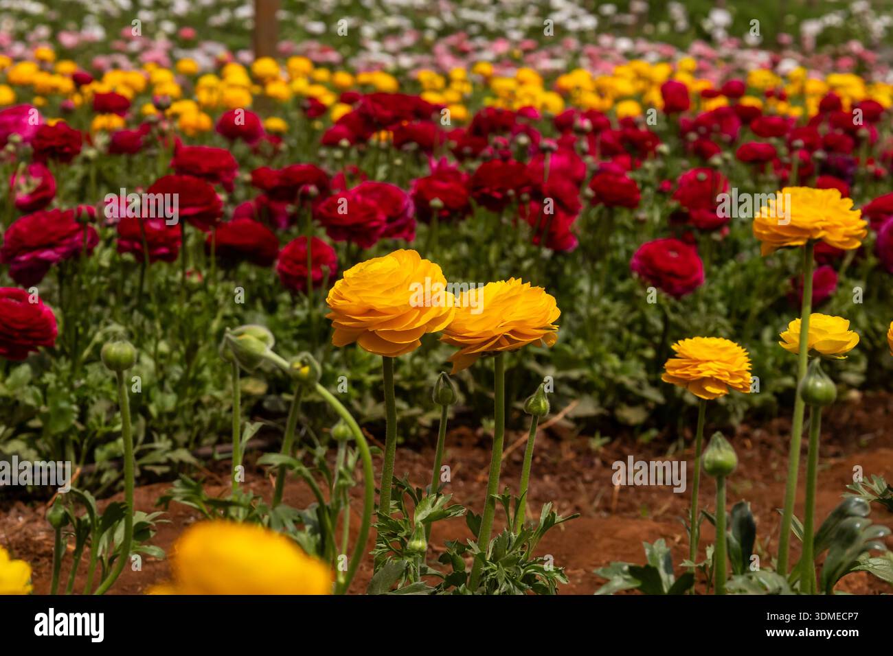 Reihen von leuchtend farbigen roten und goldenen persischen Butterblumen, Ranunculus asiaticus, die als Schnittblumen in einer Blumenfarm angebaut werden. Stockfoto