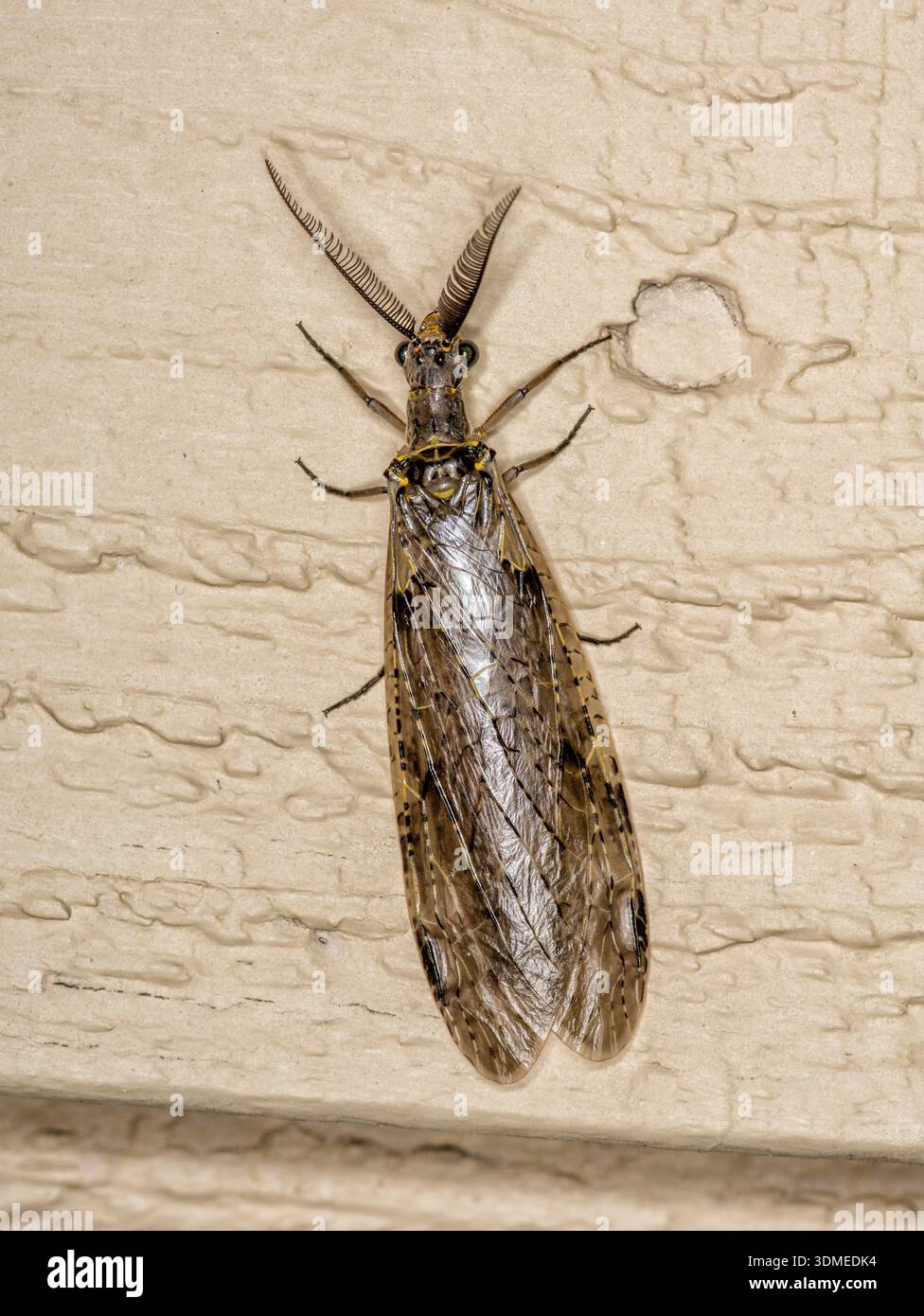 Die Fischfliege ruht an der Wand eines beigefarbenen Schuppens im Norden von Wisconsin. Stockfoto