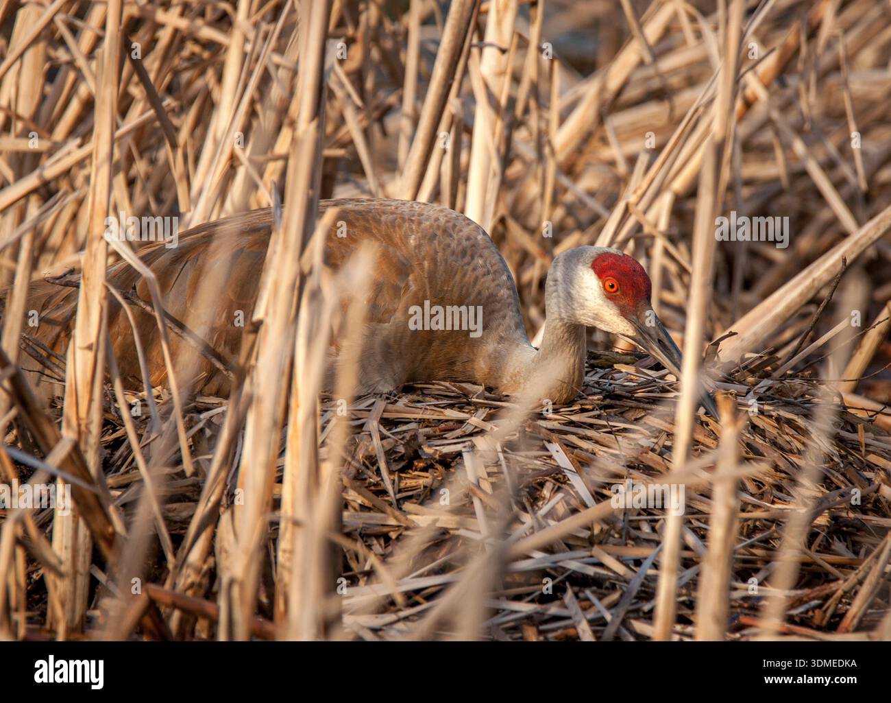 Ein schüchterner Sandhill Crane versucht unauffällig auszusehen, während er auf seinem Nest in einem Feuchtgebiet von Wisconsin sitzt. Stockfoto