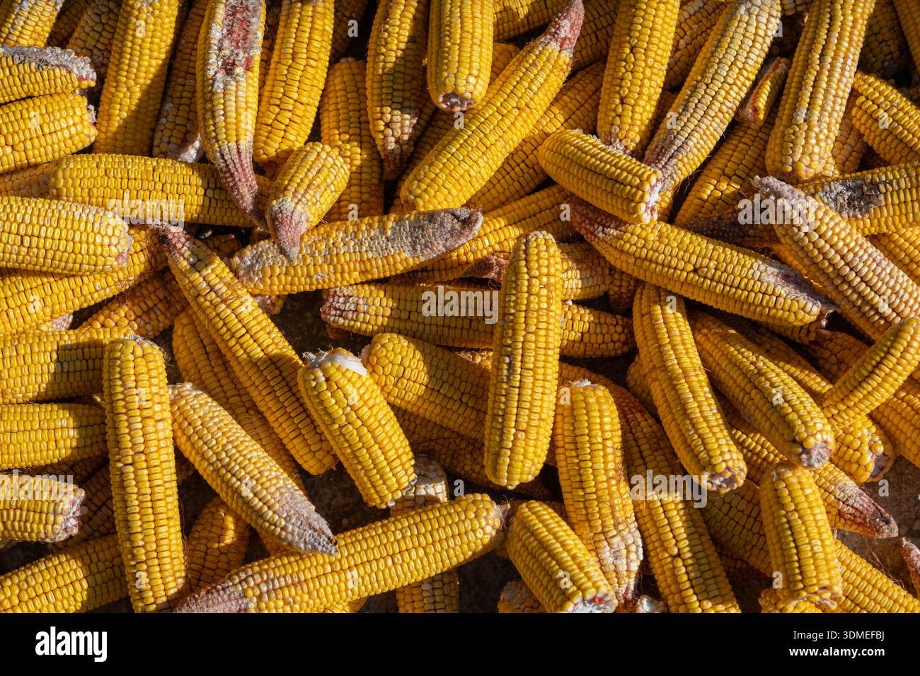 Getrocknete Maiskolben mit leuchtendem gelbem Hintergrund symbolisieren Landwirtschaft, nachhaltige Landwirtschaft, Lebensmittelproduktion und eine üppige Erntezeit Stockfoto