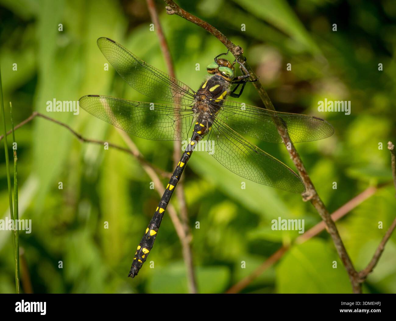 Eine wunderschöne Libelle namens Twin-Spoted Spiketail thront in einer Waldöffnung in den northwoods von Wisconsin. Stockfoto