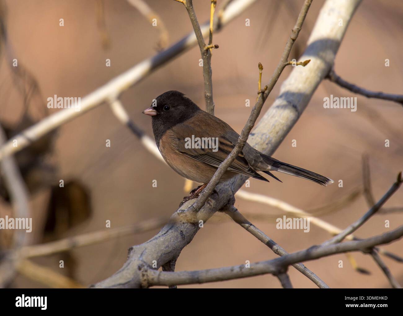 Ein Rennen der dunkeläugigen Junco aus Oregon sitzt auf einem Zweig in einem Wald von Colorado. Stockfoto