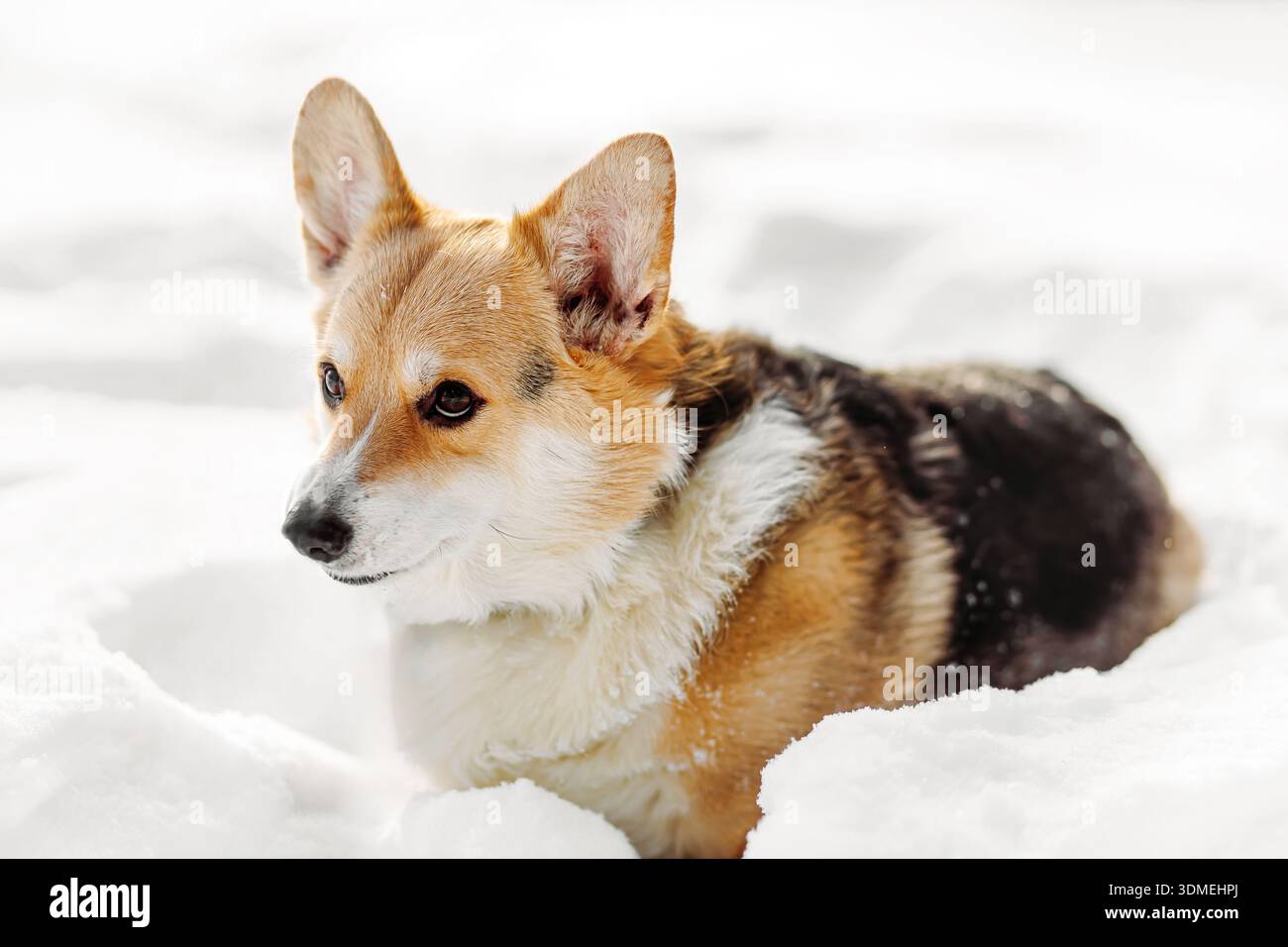 Niedliches Welsh Corgi Welpen, das draußen im frischen weißen Schnee liegt. Winterporträt mit flauschigem Pelz, wachsamen Ohren, natürlichem Licht und ruhiger saisonaler Atmosphäre Stockfoto
