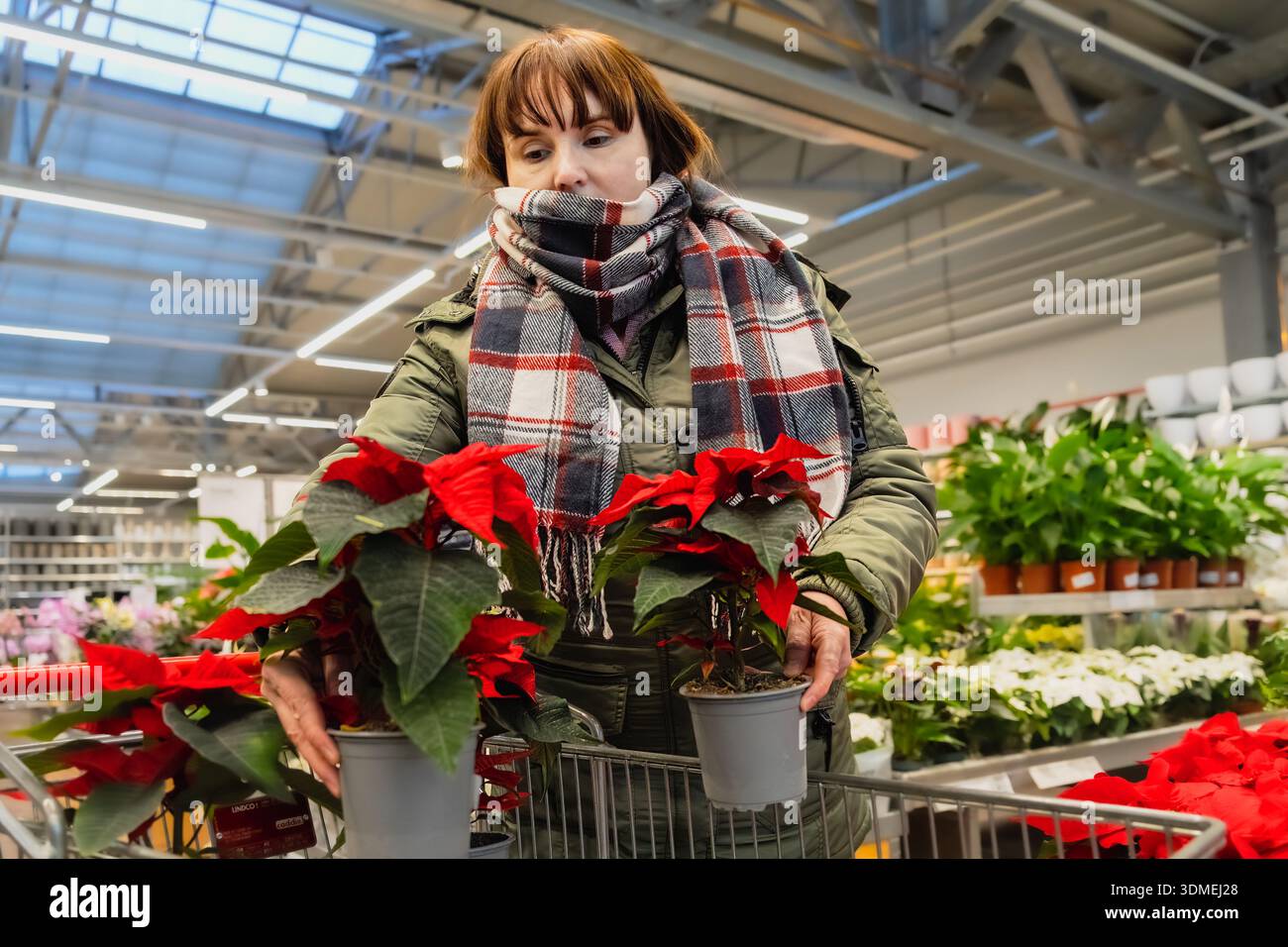 Weibliche Käuferin mit braunem Haar wählt rote Weihnachtsstern in einem gut beleuchteten Blumenladen aus, umgeben von verschiedenen Pflanzen und Weihnachtsdekorationen, cr Stockfoto