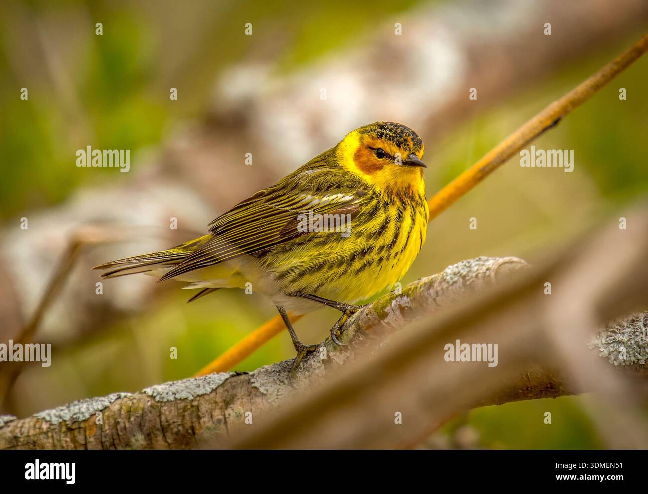 Ein wunderschöner männlicher Cape May Warbler im Zuchtgefieder liegt auf einem Zweig, der durch den mittleren westen zu seinen Brutgebieten in northwoods wandert. Stockfoto