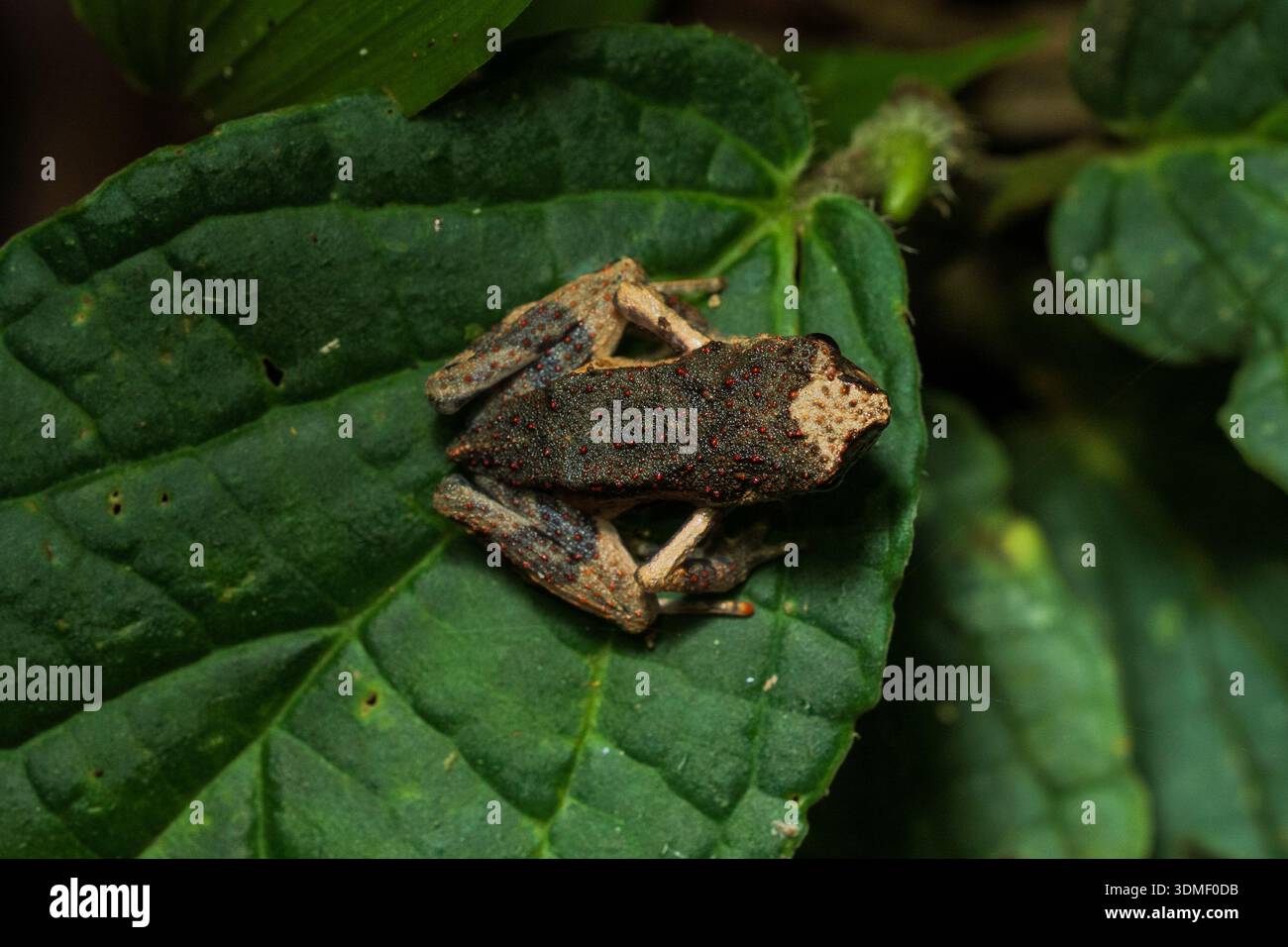 Kleiner Frosch mit roten Punkten auf dem Rücken, Ecuador Stockfoto