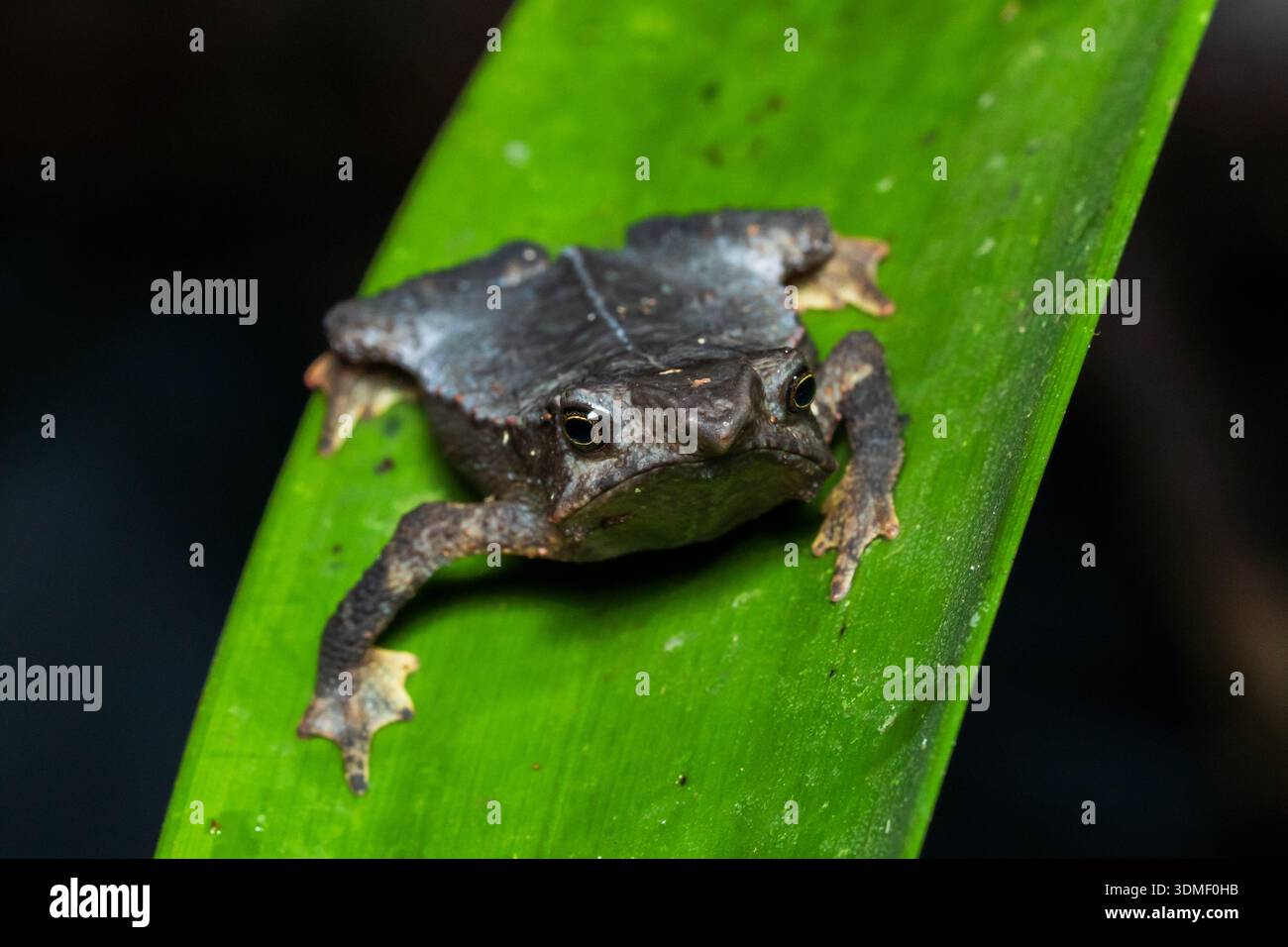 Wahrscheinlich südamerikanische Kröte (Rhinella margaritifer), Ecuador Stockfoto