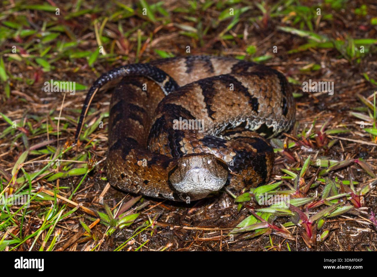 Kleinauge Toadhead Grubenviper (Bothrocophias Microphthalmus), ecuadorianischer Amazonas, Ecuador Stockfoto