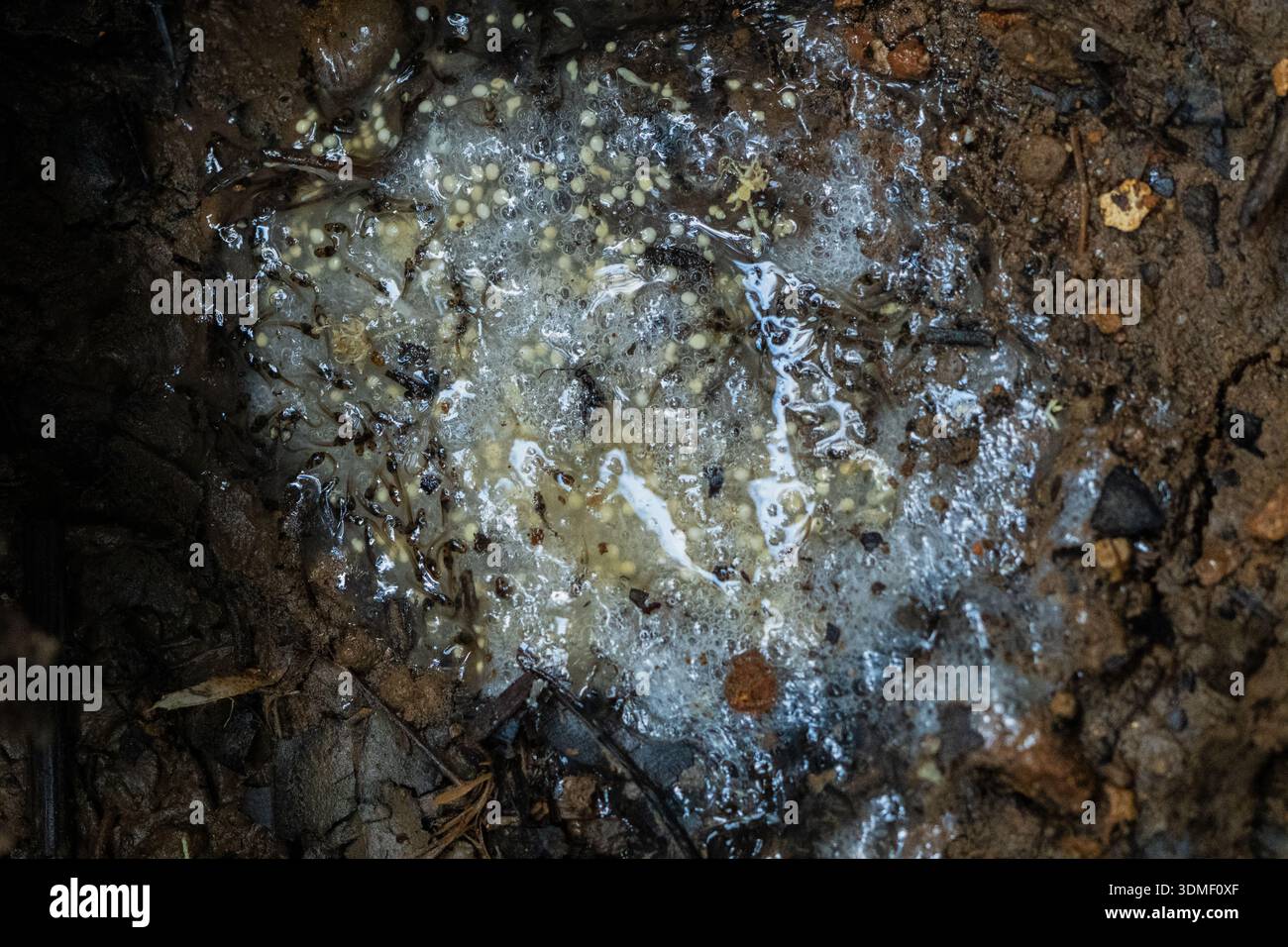 Kaulquappen in einer Pfütze, Ecuador Stockfoto