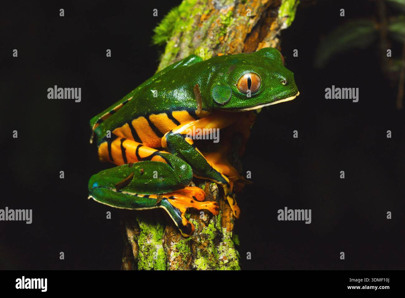 Tigerfrosch (Cruziohyla silviae), Sarapiqui, Karibikküste, Costa Rica Stockfoto